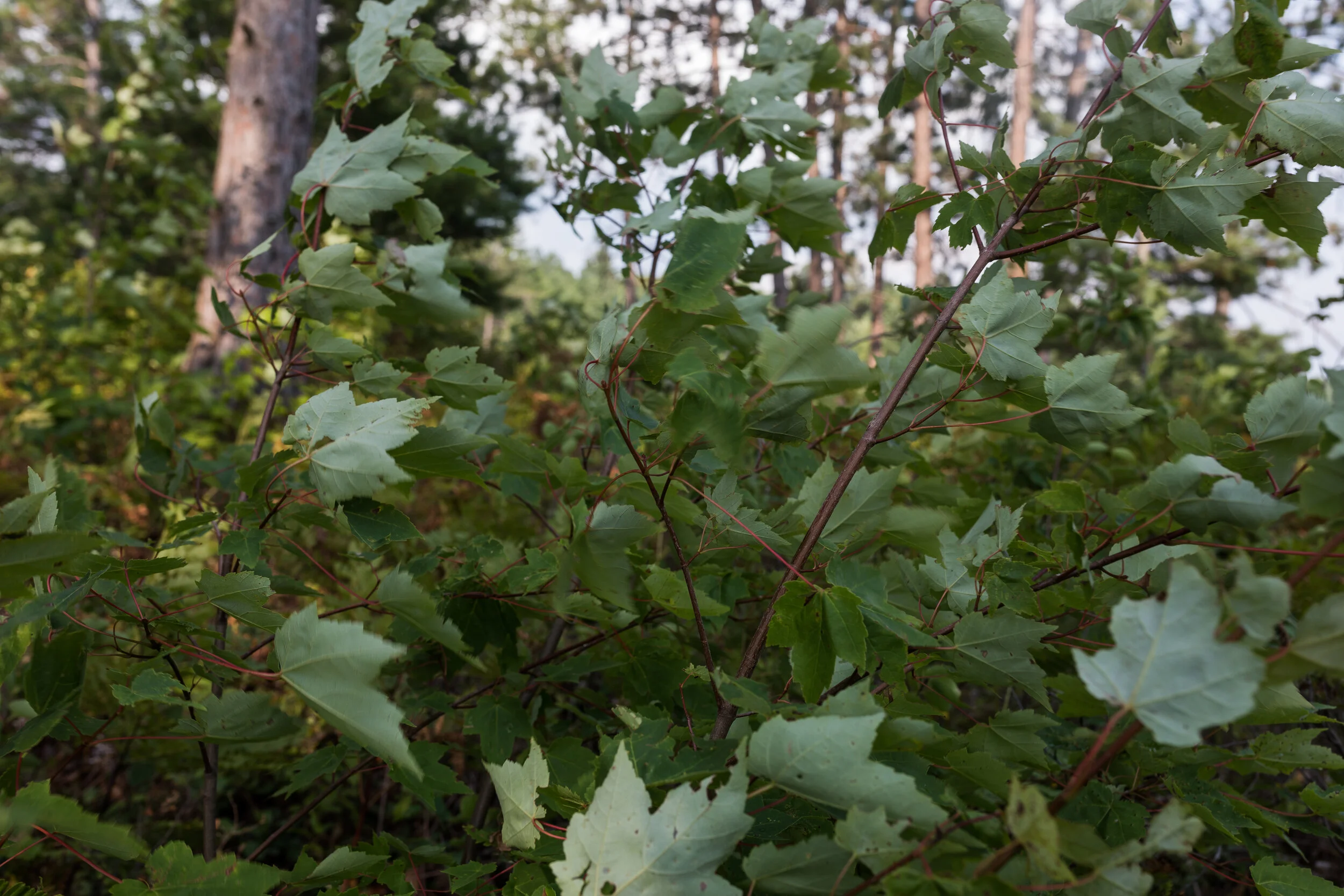 GI1_2315.jpg