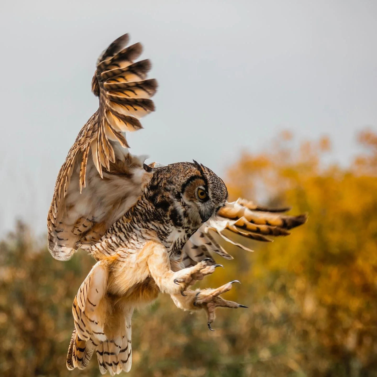 💛If you know me, you know I am completely and utterly fascinated by animals and birds (especially predatory birds). 

Last year when I was teaching Wildlife and Nature Photography in BC, I organized a field trip to a Raptors Conservancy so students 