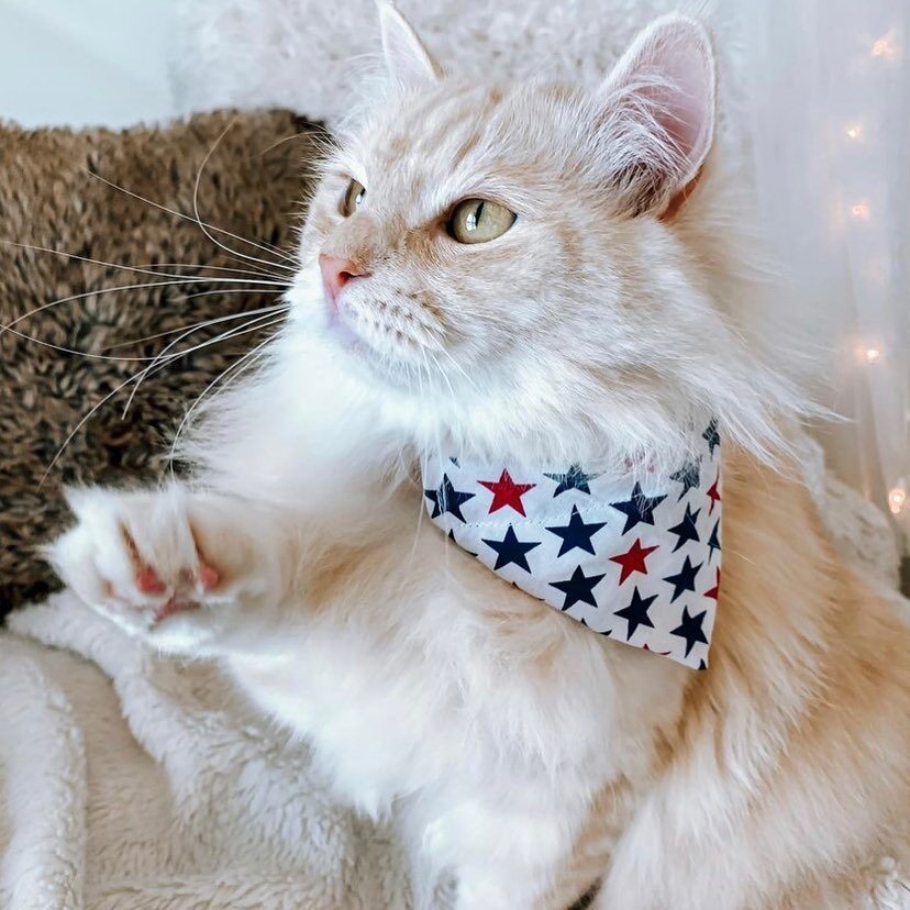 Handcrafted pet bandanas are at our Downtown Naperville location! We love supporting small businesses @thehouseoflightning 🥰 #supportsmallbusinesses #petbandanas #fourthofjuly #pets #cats #catsofinstagram #cute #shoplocal #downtownnaperville
