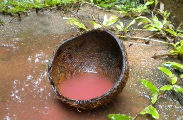 Red rain collects in a coconut shell