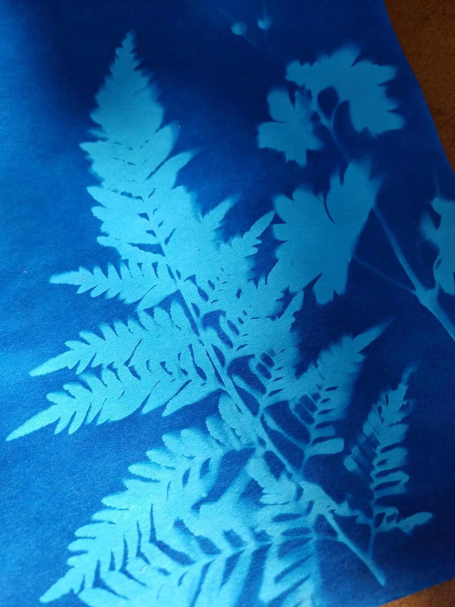 Howick Historical Village cyanotype 1.jpg