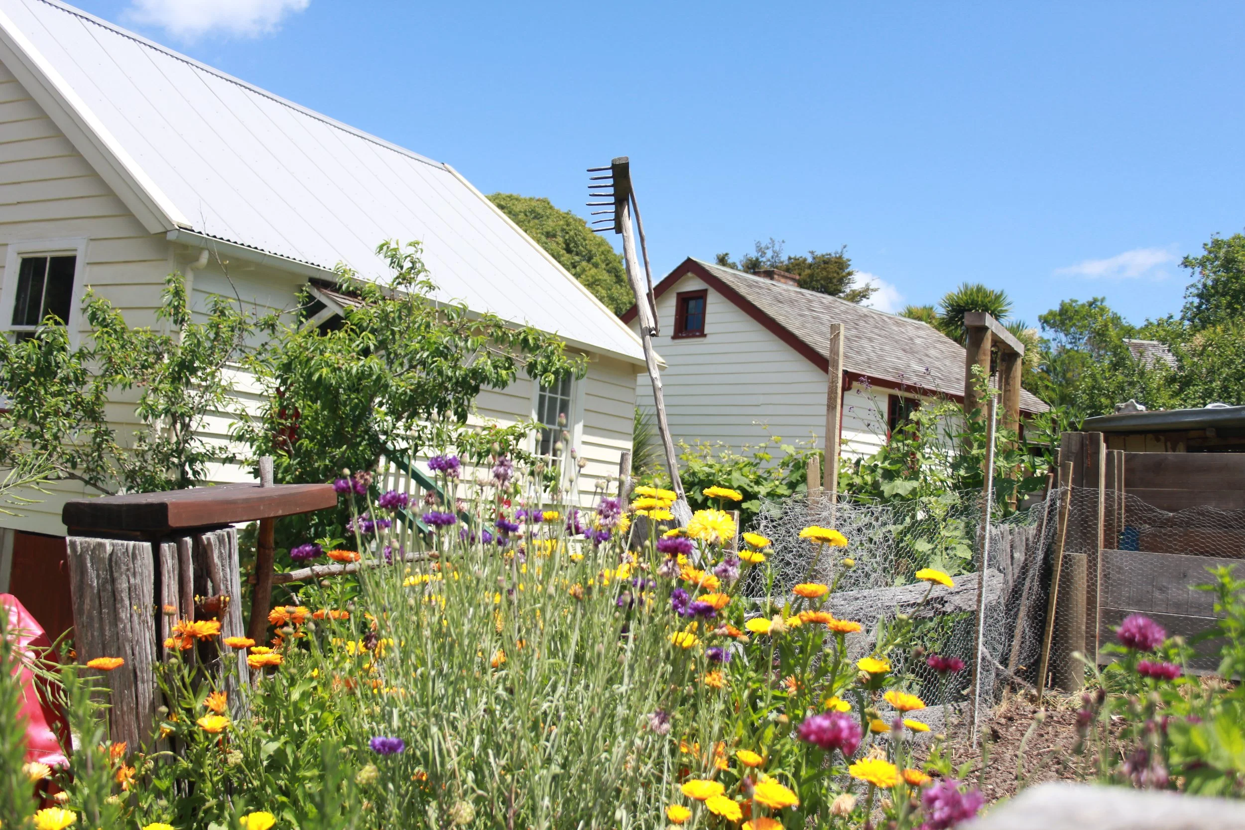 flower wildflowers cottage.JPG