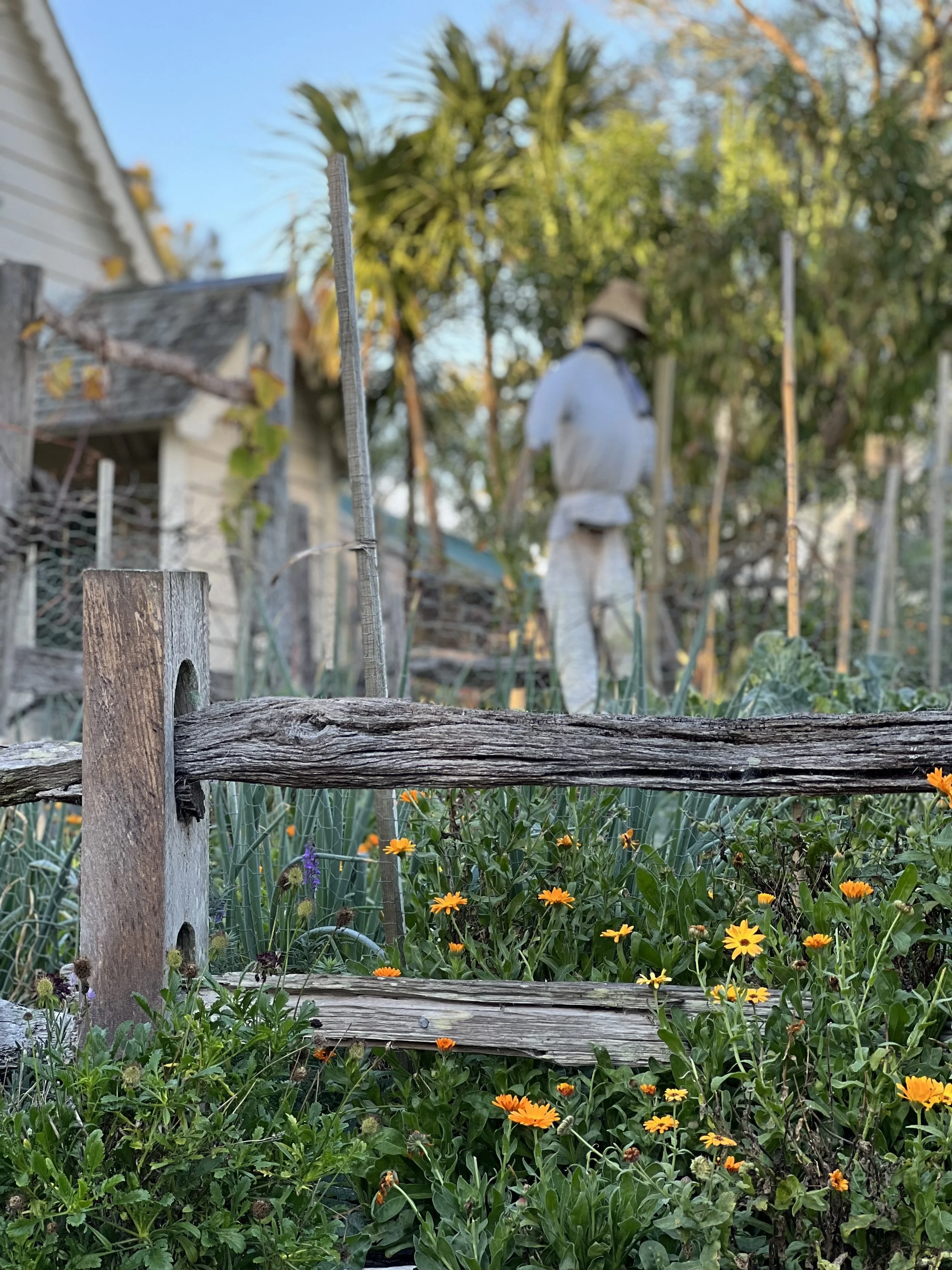 vege-gardens.jpg