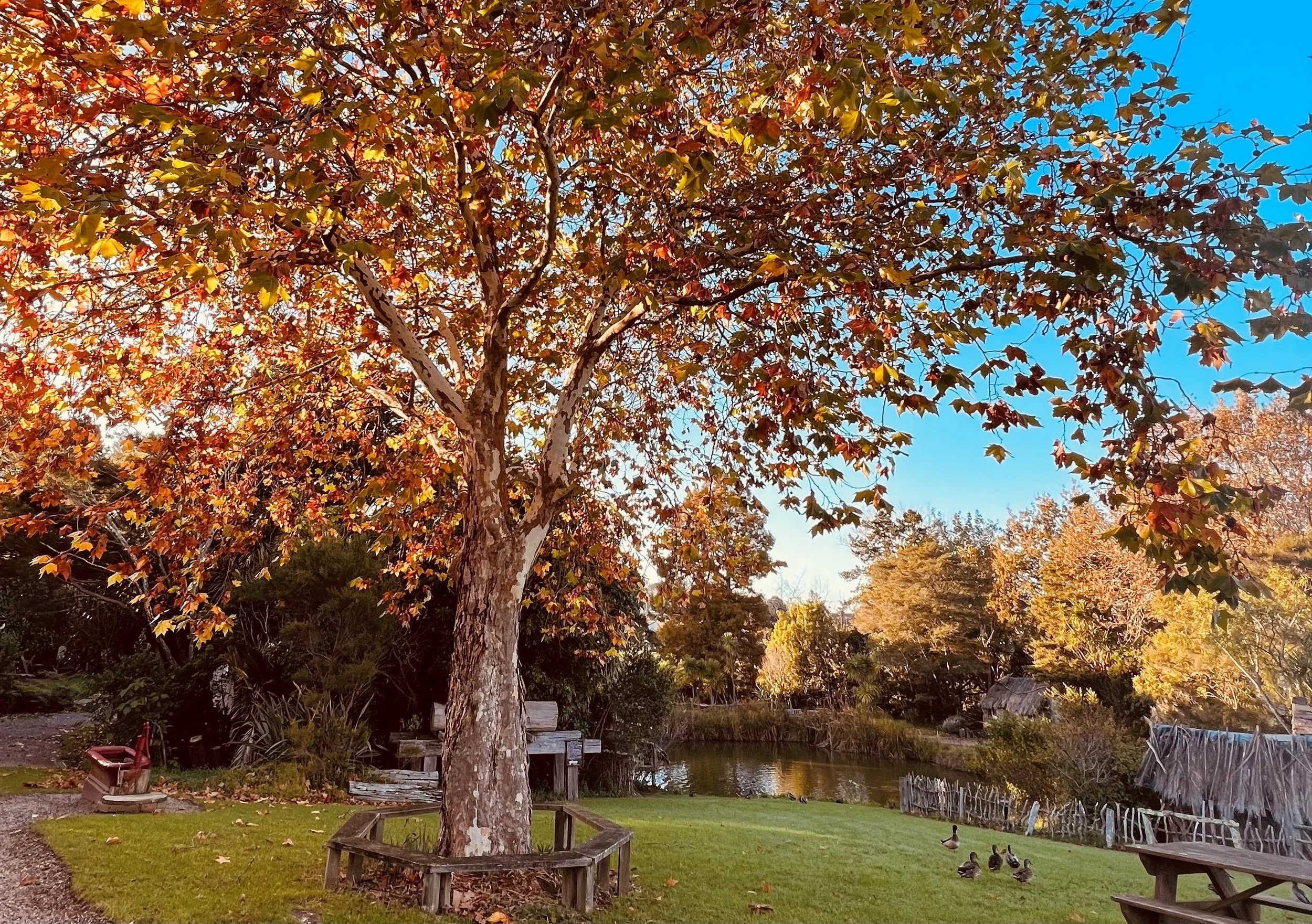 treeautumncropped.jpg