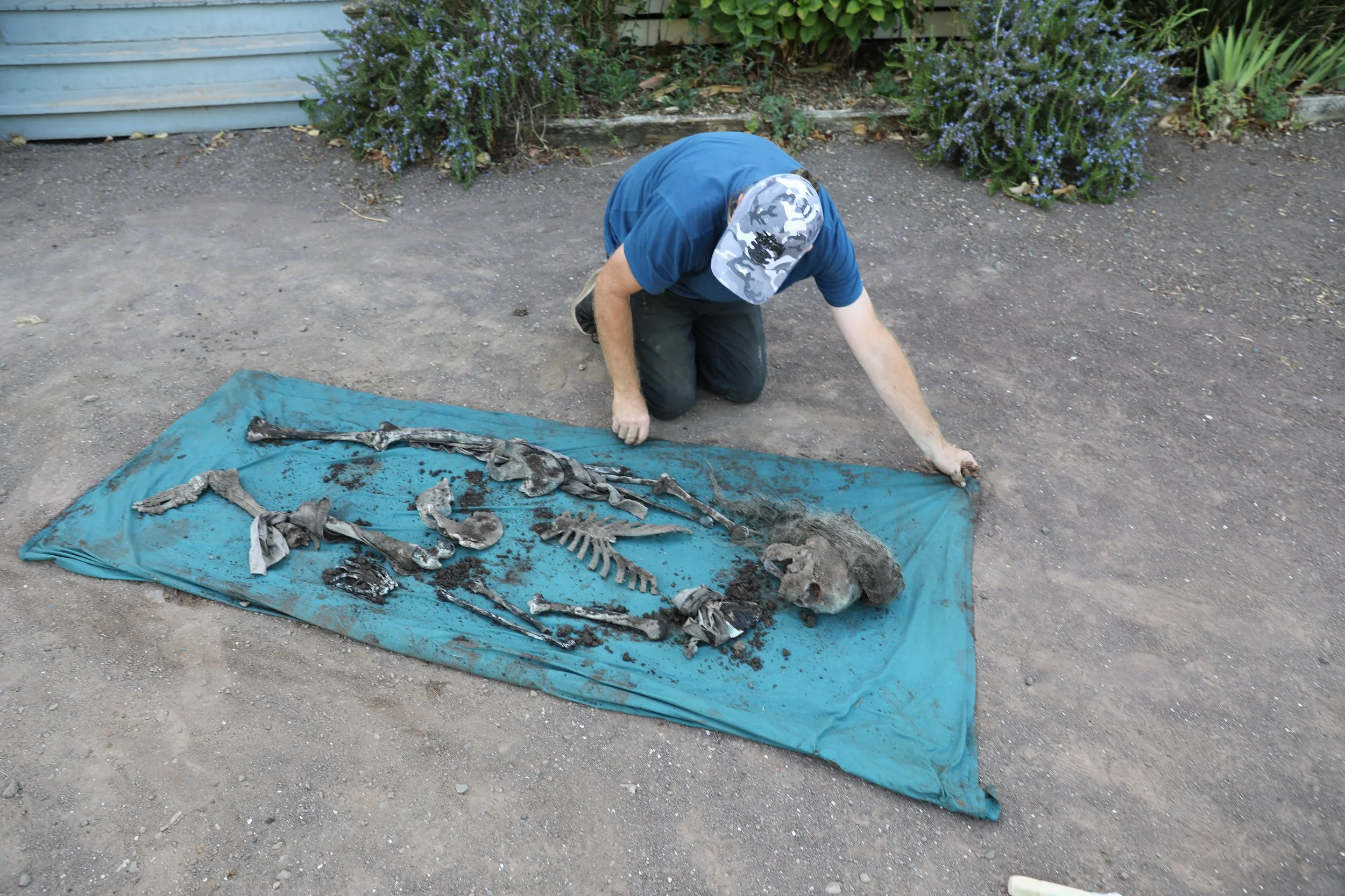 A person kneeling on the ground with a blue sheet, carefully arranging the bones of an animal skeleton, possibly a dog or a similar-sized creature, positioned on the sheet outdoors near some bushes and a building.