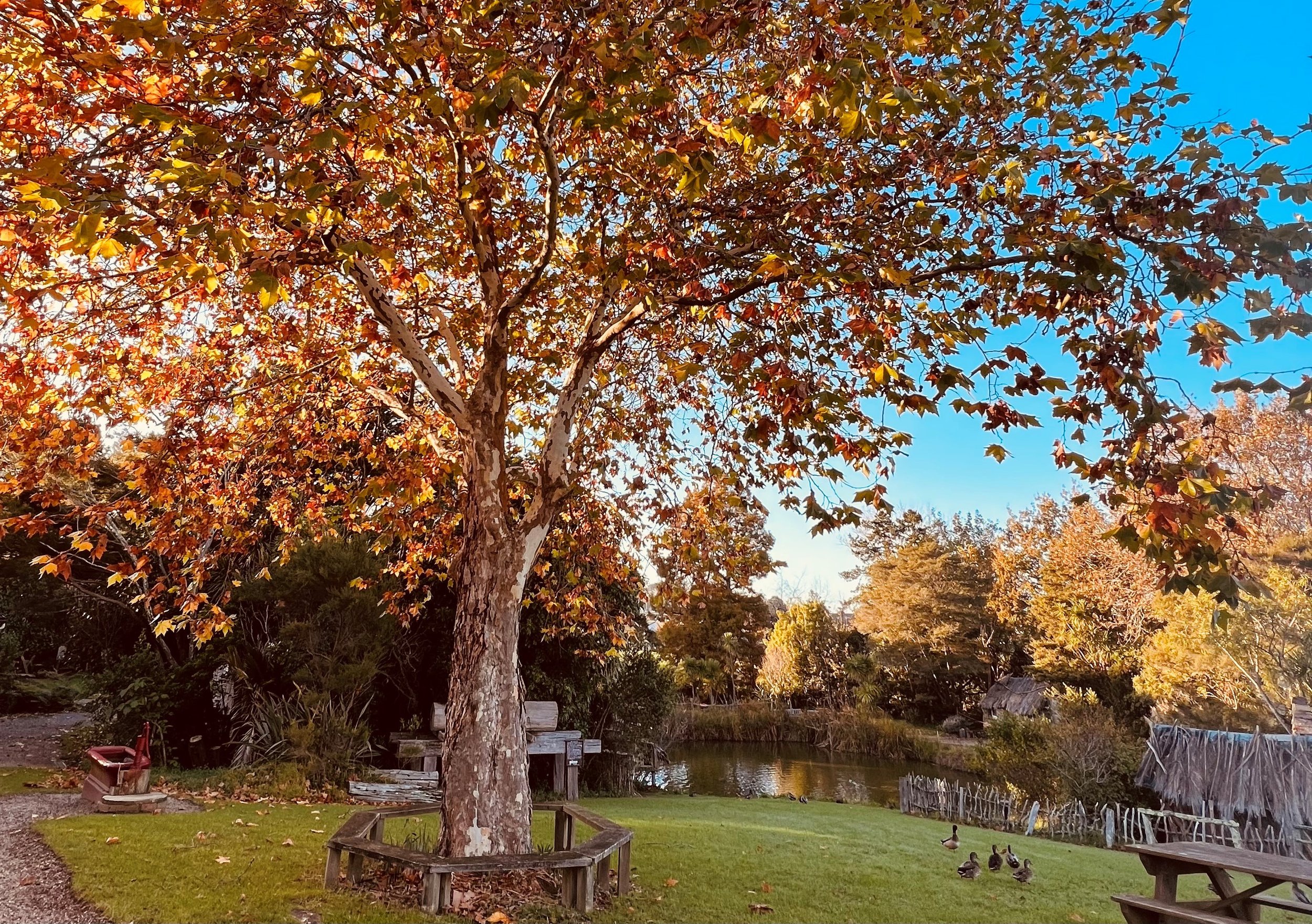 Colorful autumn scene with a large tree with orange and yellow leaves, a pond, ducks on a grassy area, and a sky with some clouds.