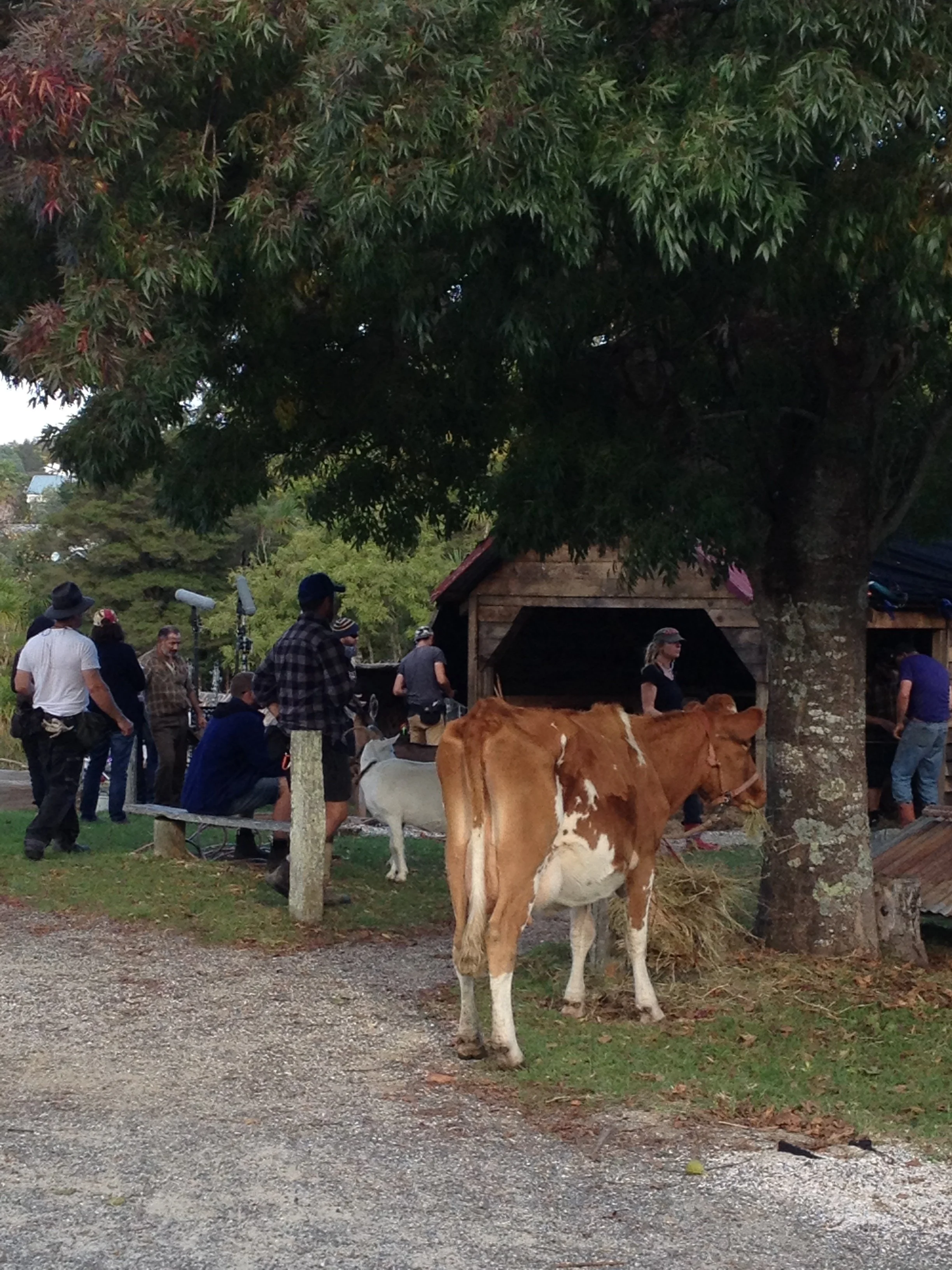 People gathered near a wooden barn with cows and goats, under a large leafy tree.