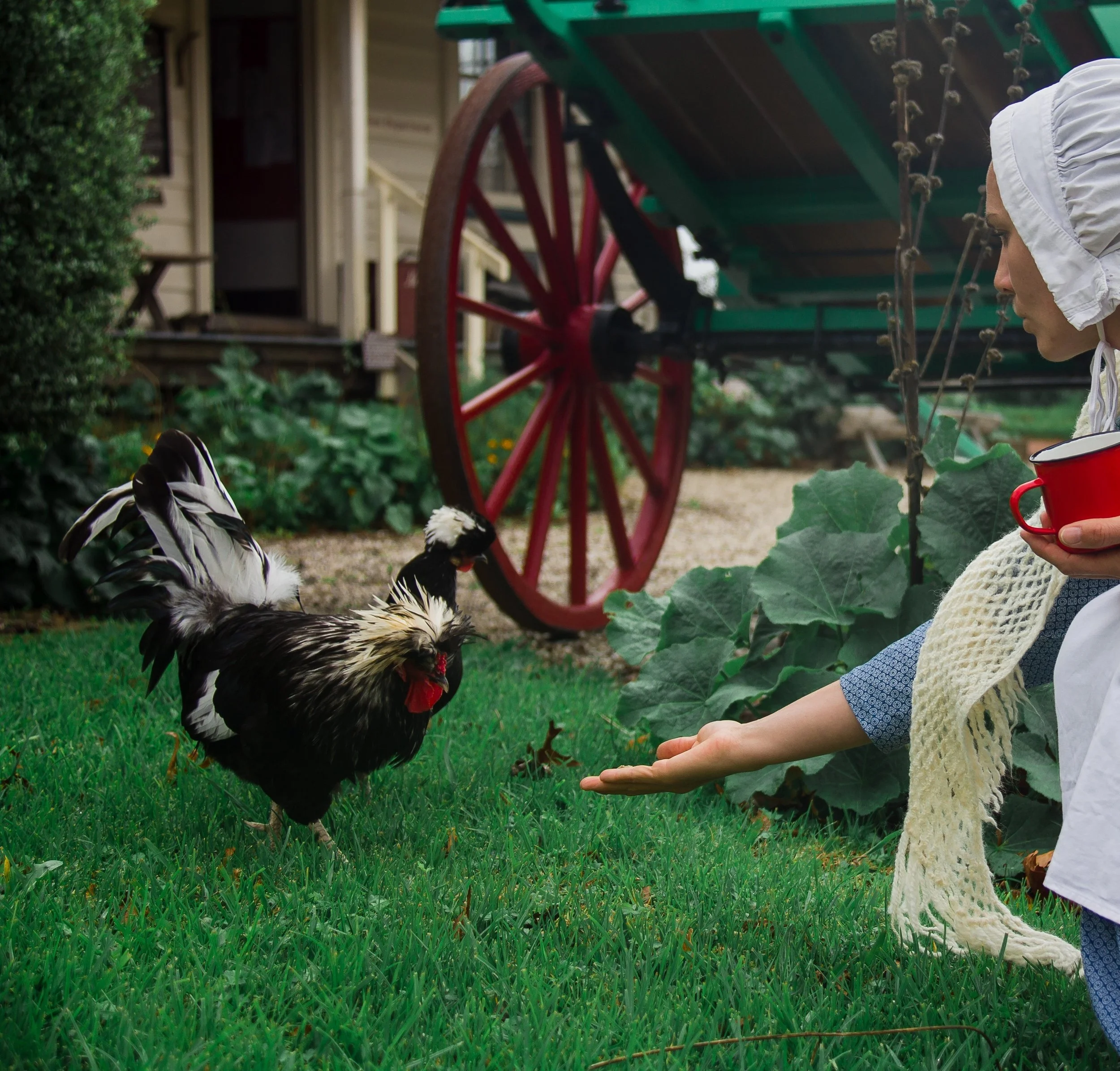Person with white bonnet and red mug reaching out to two chickens on grass near a wagon wheel.