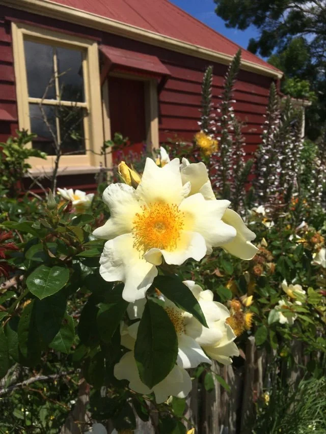 White roses with yellow centers in a garden in front of a red house with window and garden plants.