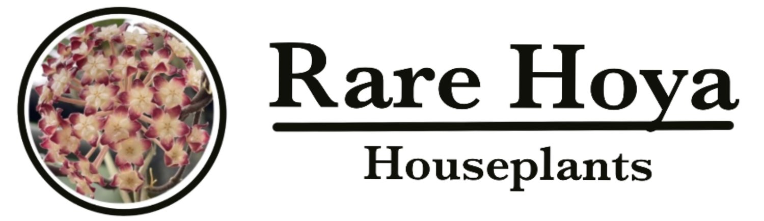 Rare Hoya