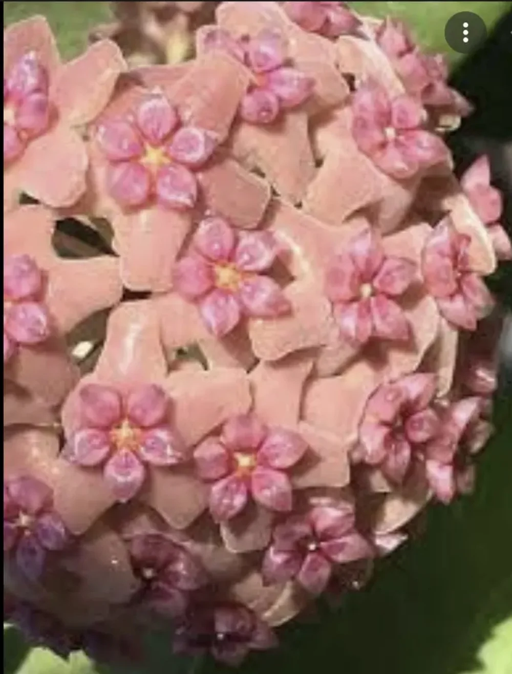 レアなHOYA biruensis レアなHOYA biruensis - メルカリ