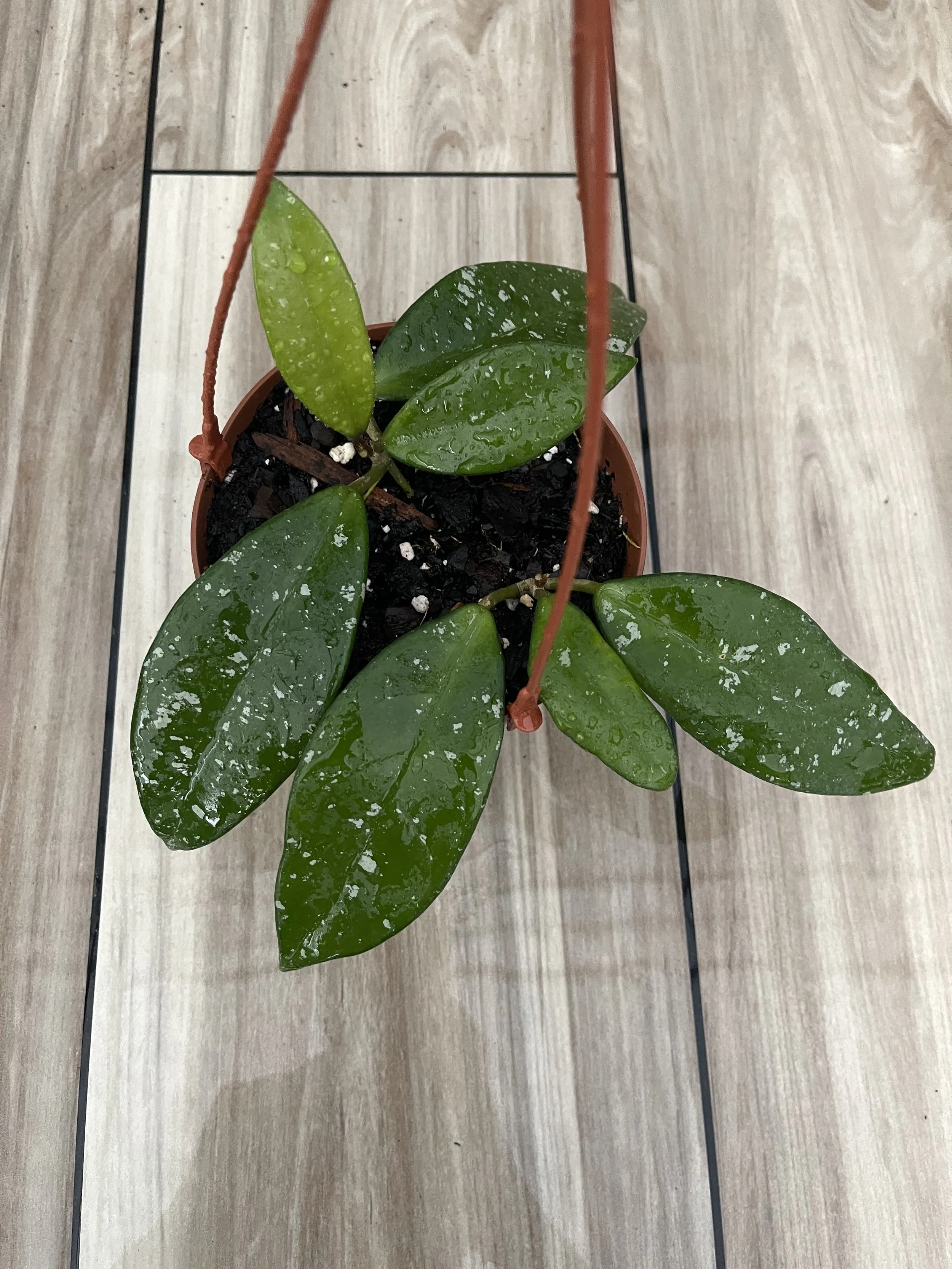 Hoya SMS Brighton