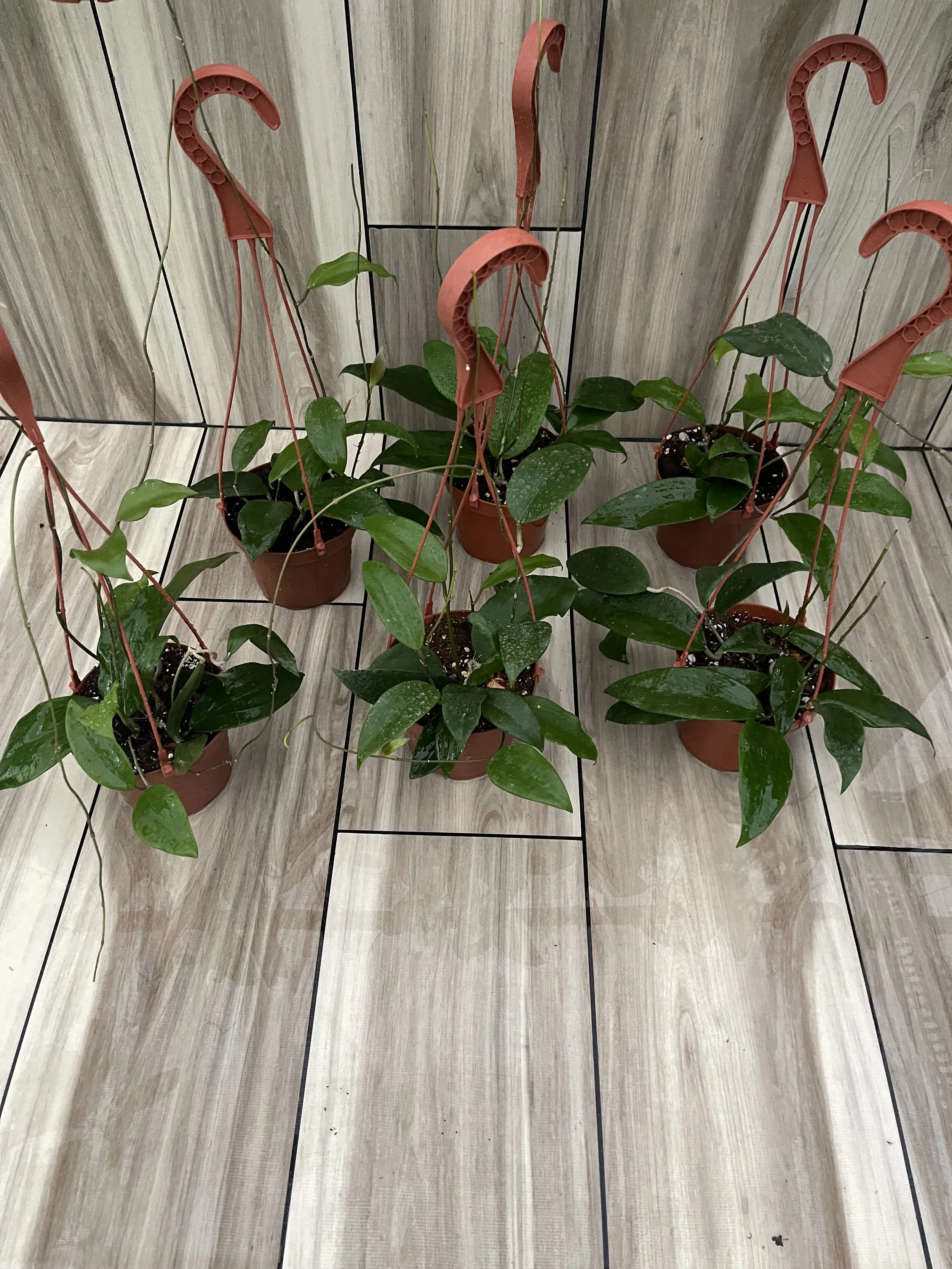 Hoya Pottsii  Khao Yai sp. 22