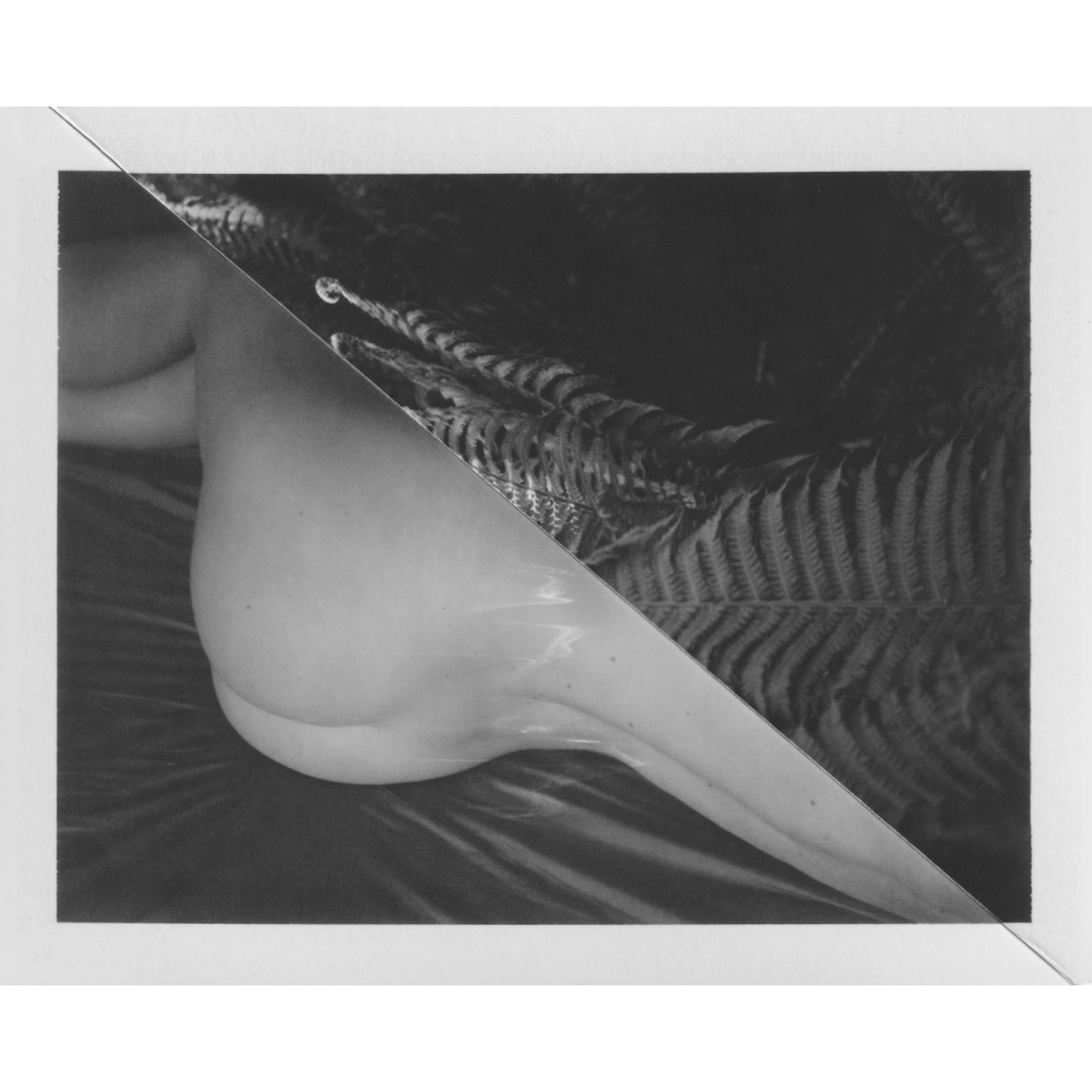 Cyrus Mahboubian | The Dream (Ferns)