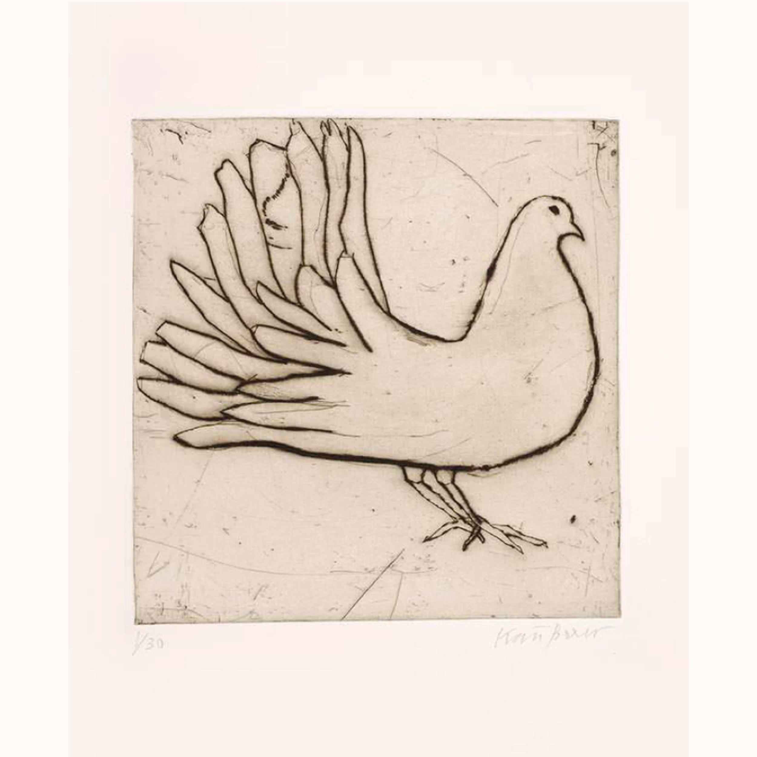 Kate Boxer  |  Fantail Dove