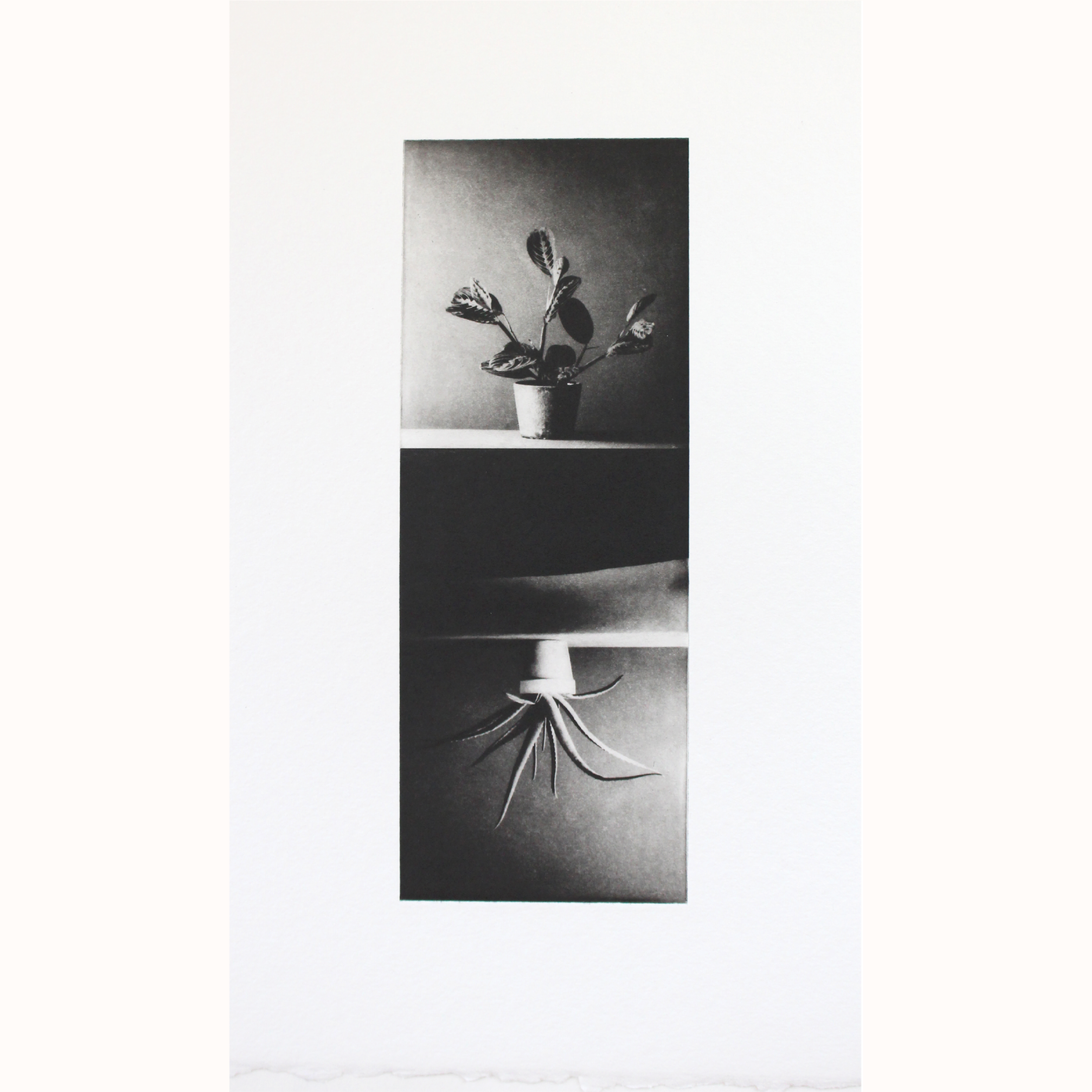 Amy-Jane+Blackhall+%7C+From+Another+Place%2C+Houseplants.png