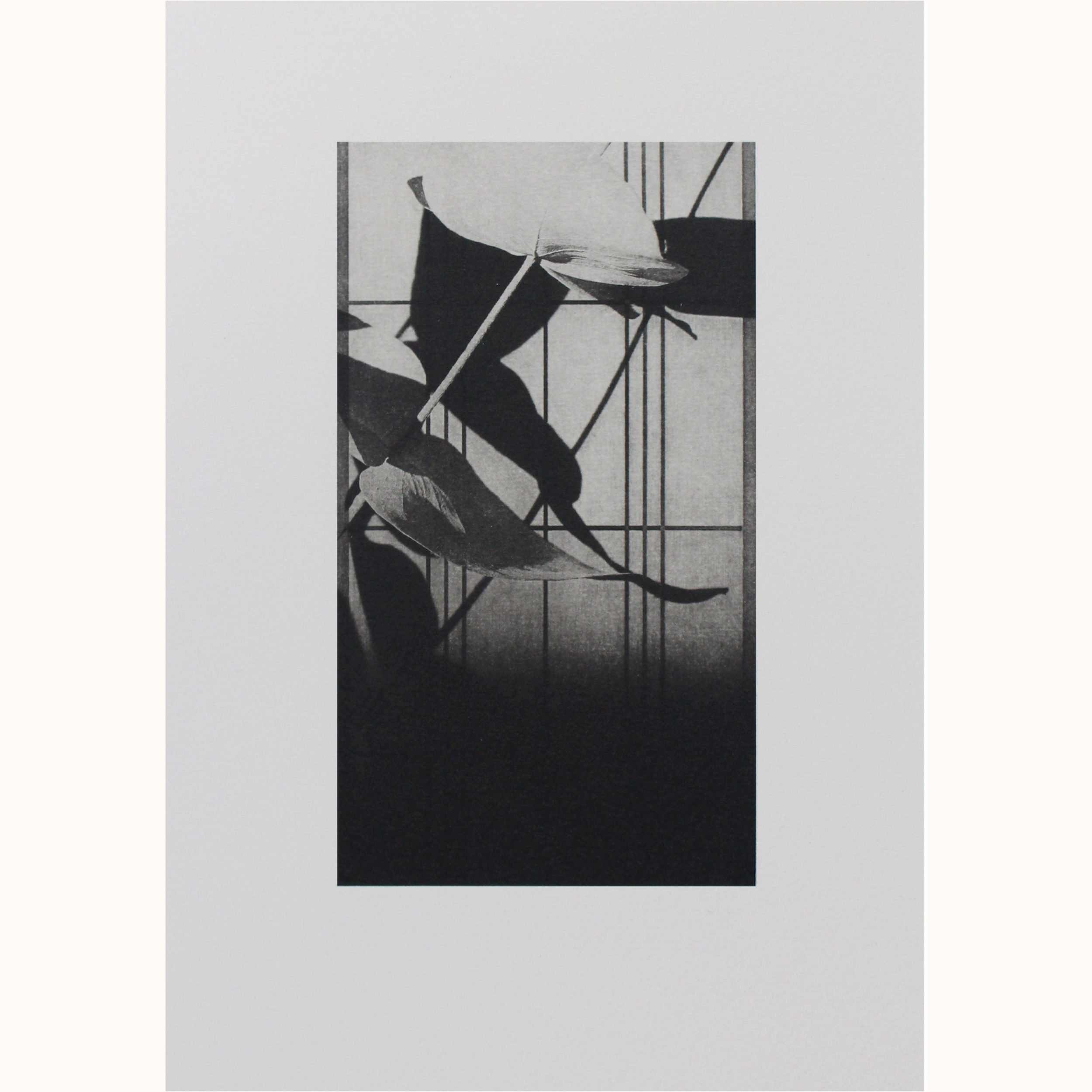 Amy-Jane Blackhall | Shoji 2
