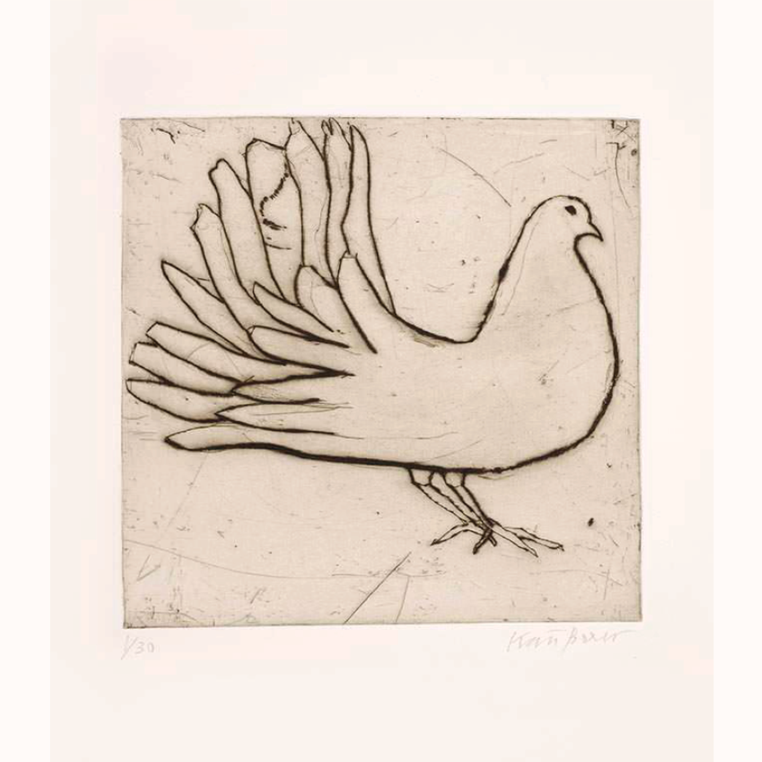 Kate Boxer | Fantail Dove.png