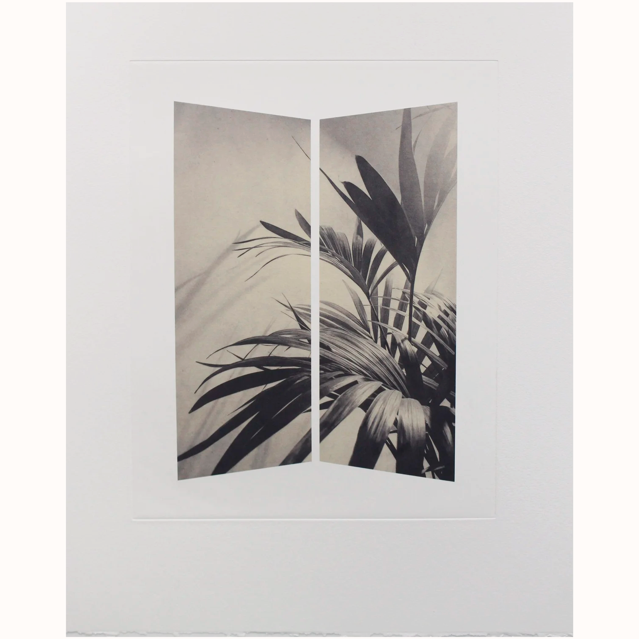 Amy-Jane+Blackhall+%7C+Screen%2C+Kentia+Palm.png
