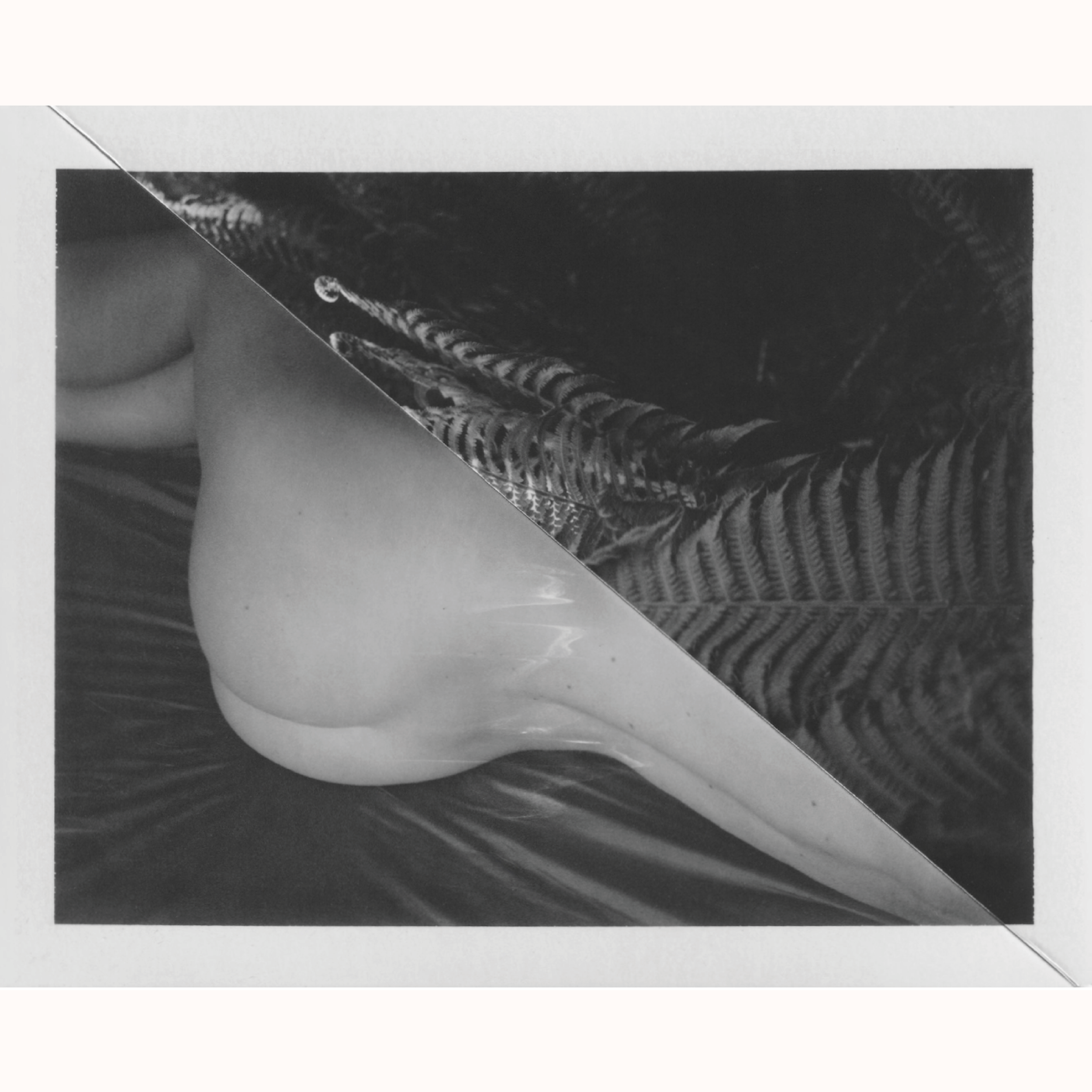 Cyrus Mahboubian | The Dream (Ferns)