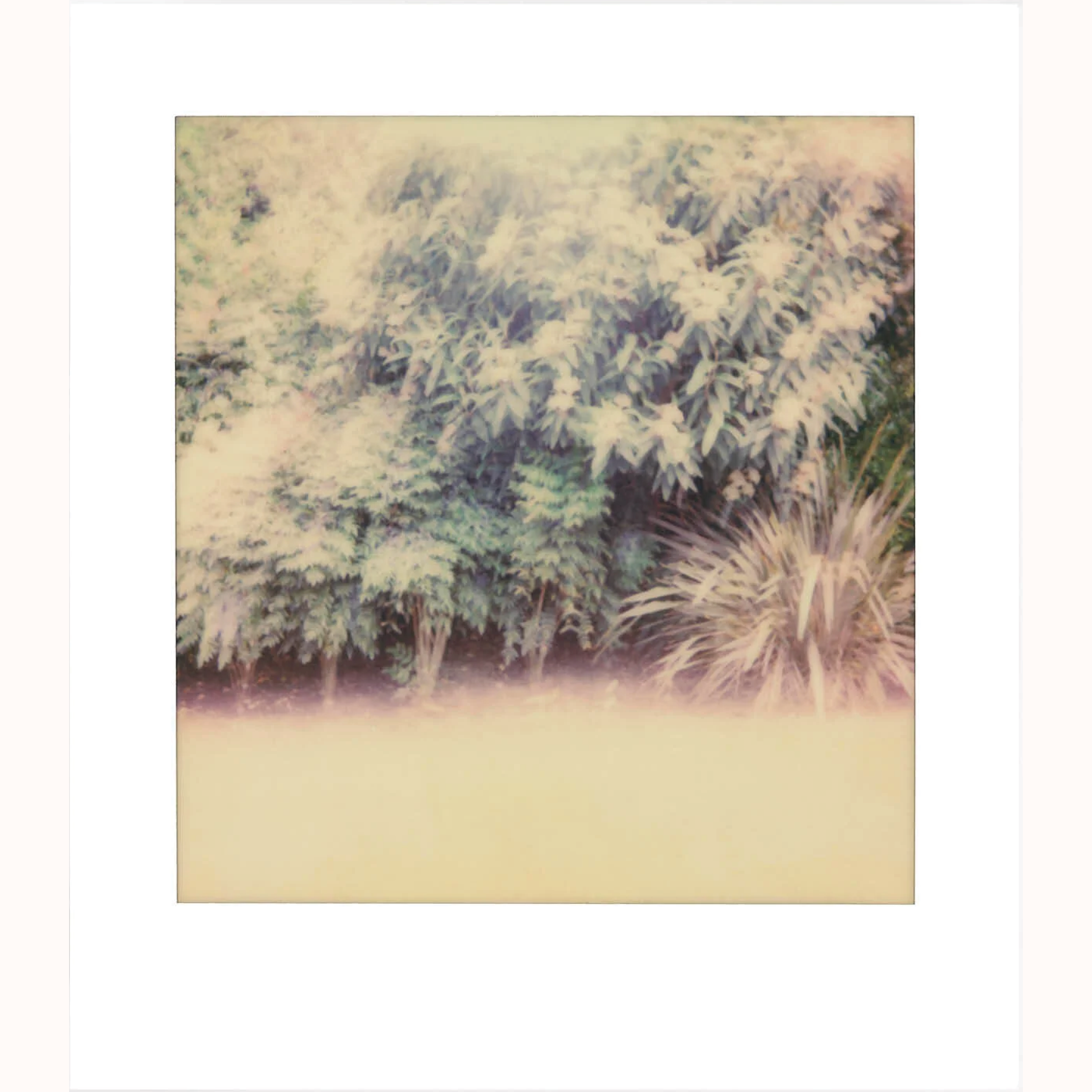 Tamsin Relly |  Into the Day