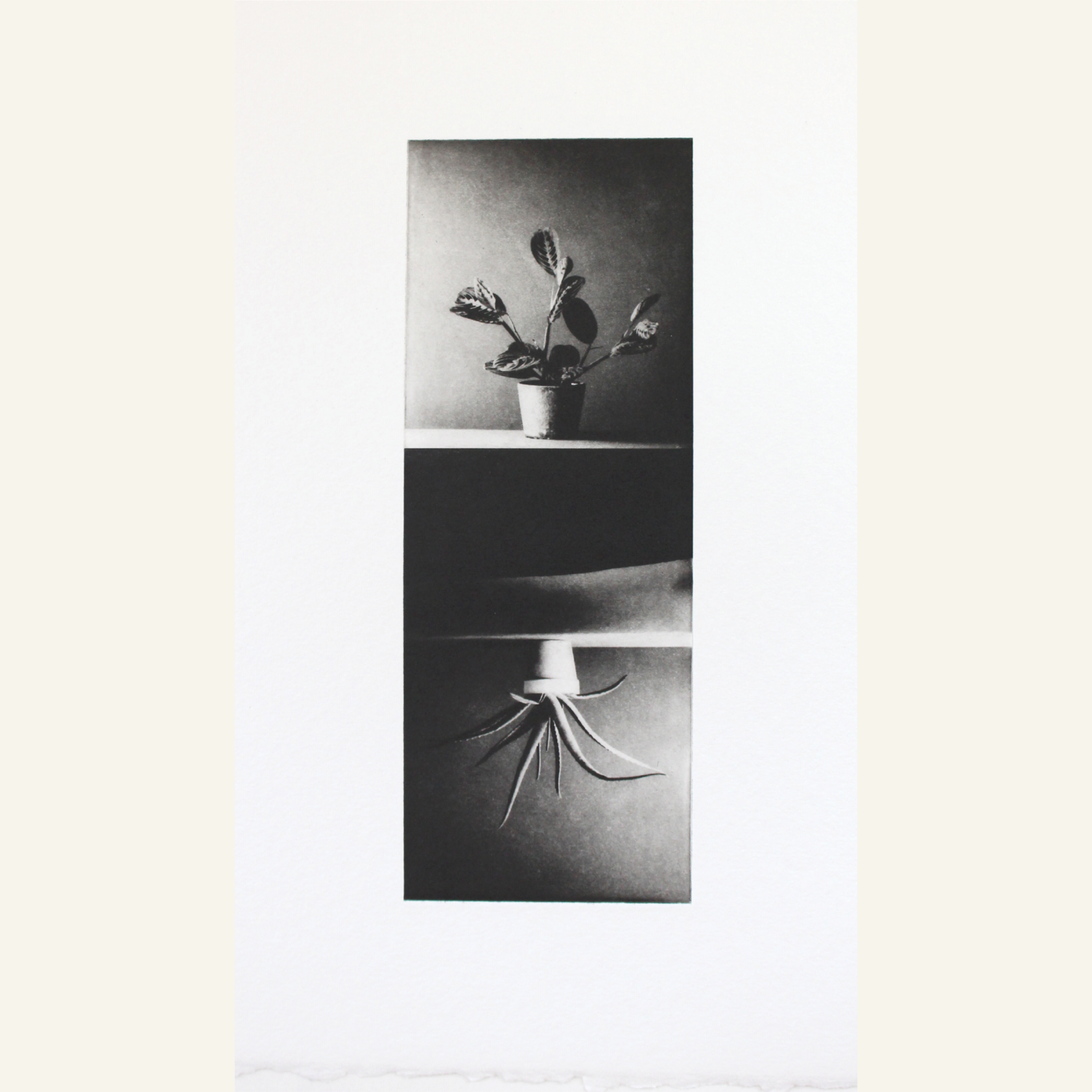 Amy-Jane Blackhall | From Another Place, Houseplants