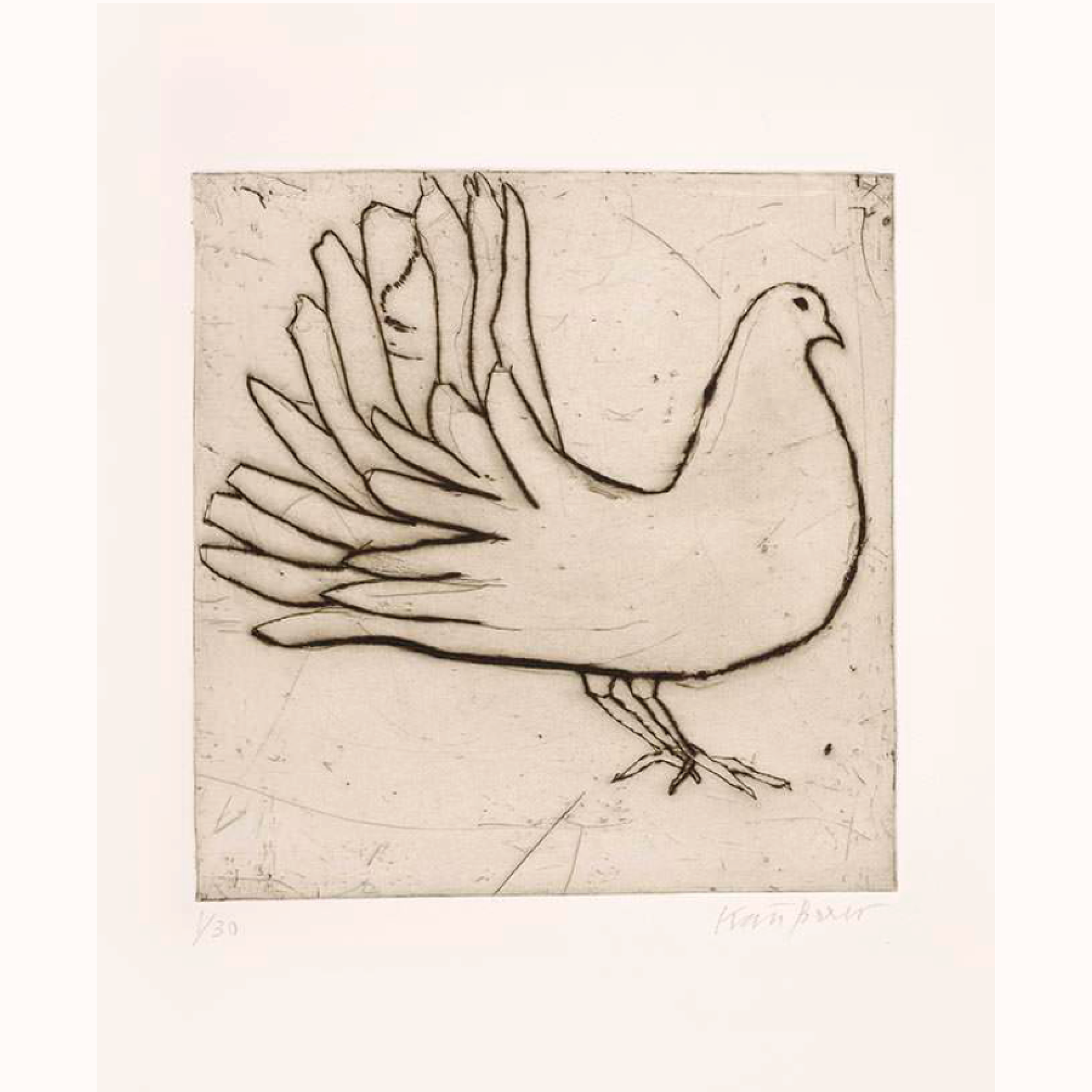 Kate Boxer | Fantail Dove.png