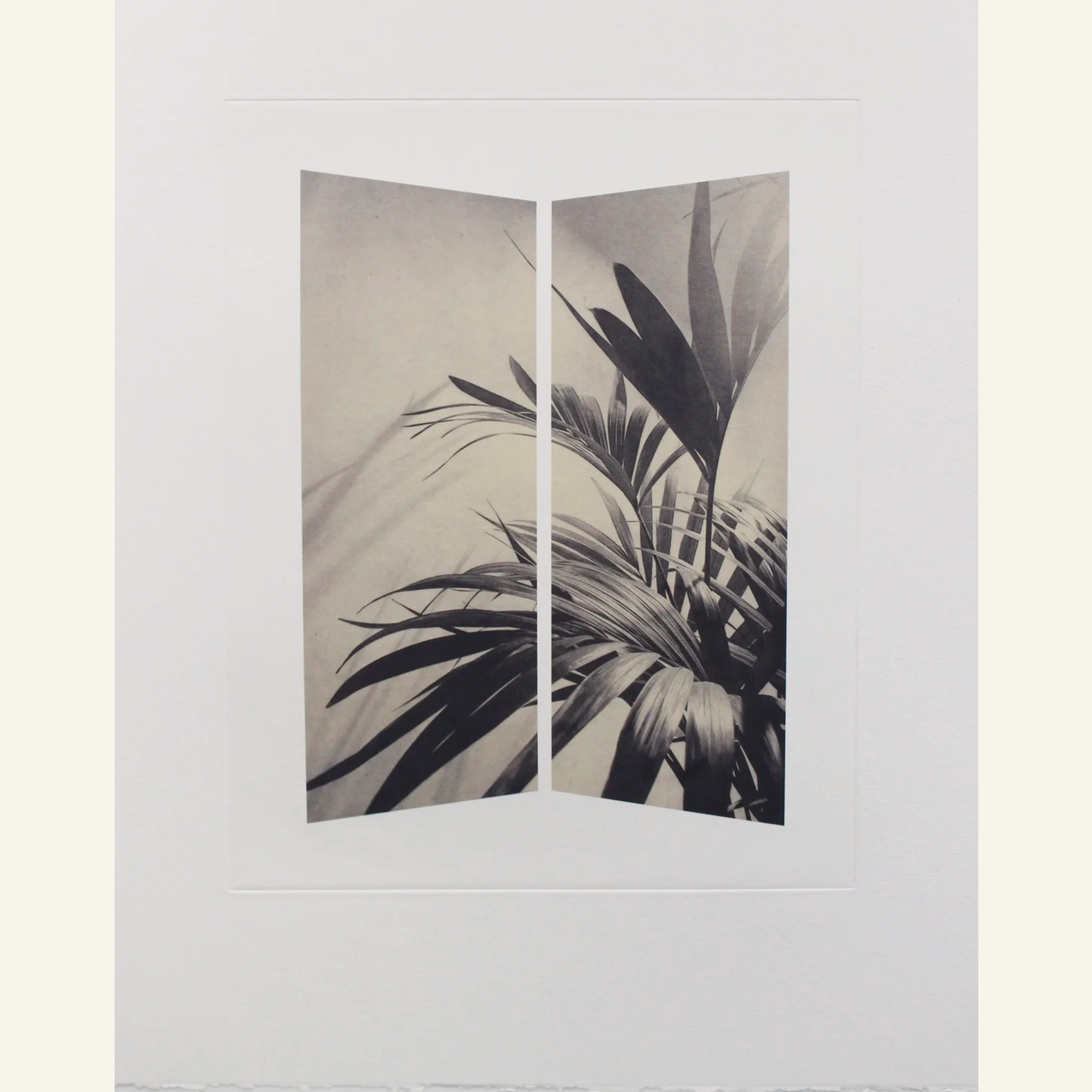 Amy-Jane Blackhall | Screen, Kentia Palm
