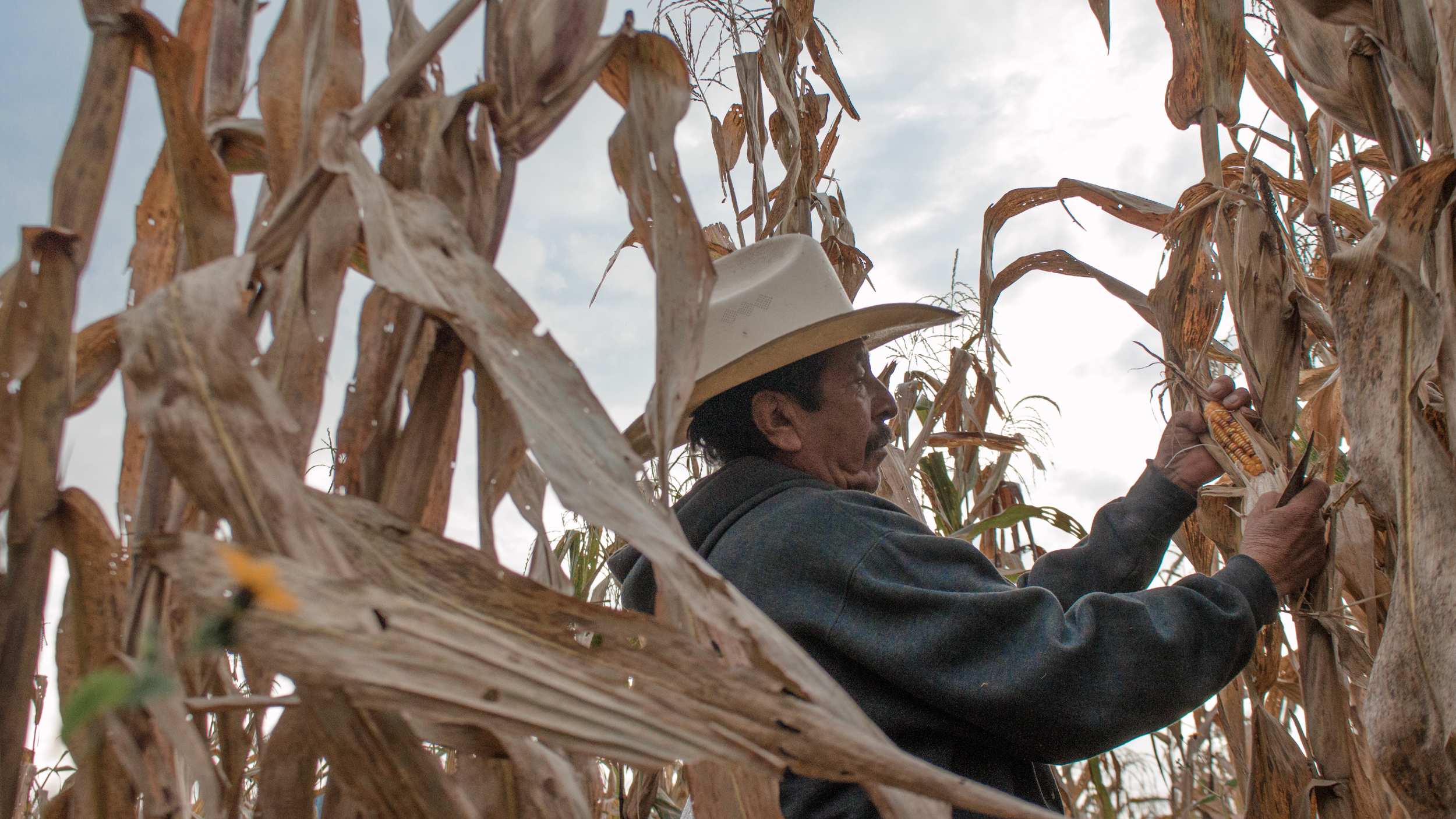 Seeds, The Legacy of the Land