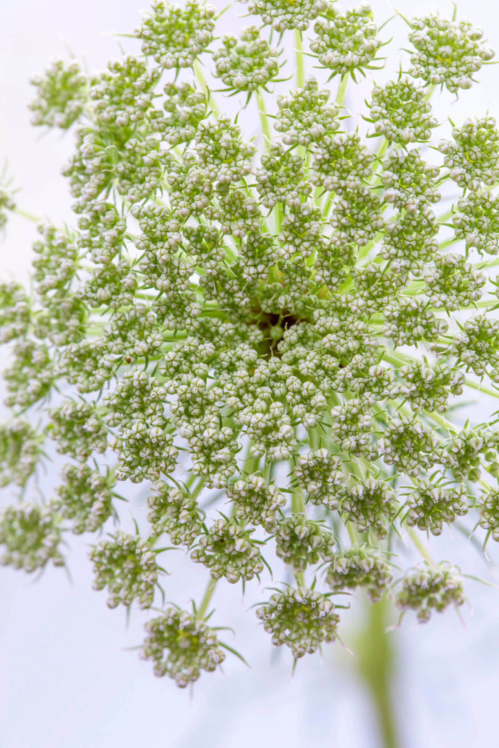 Ammi — Bud to Seed
