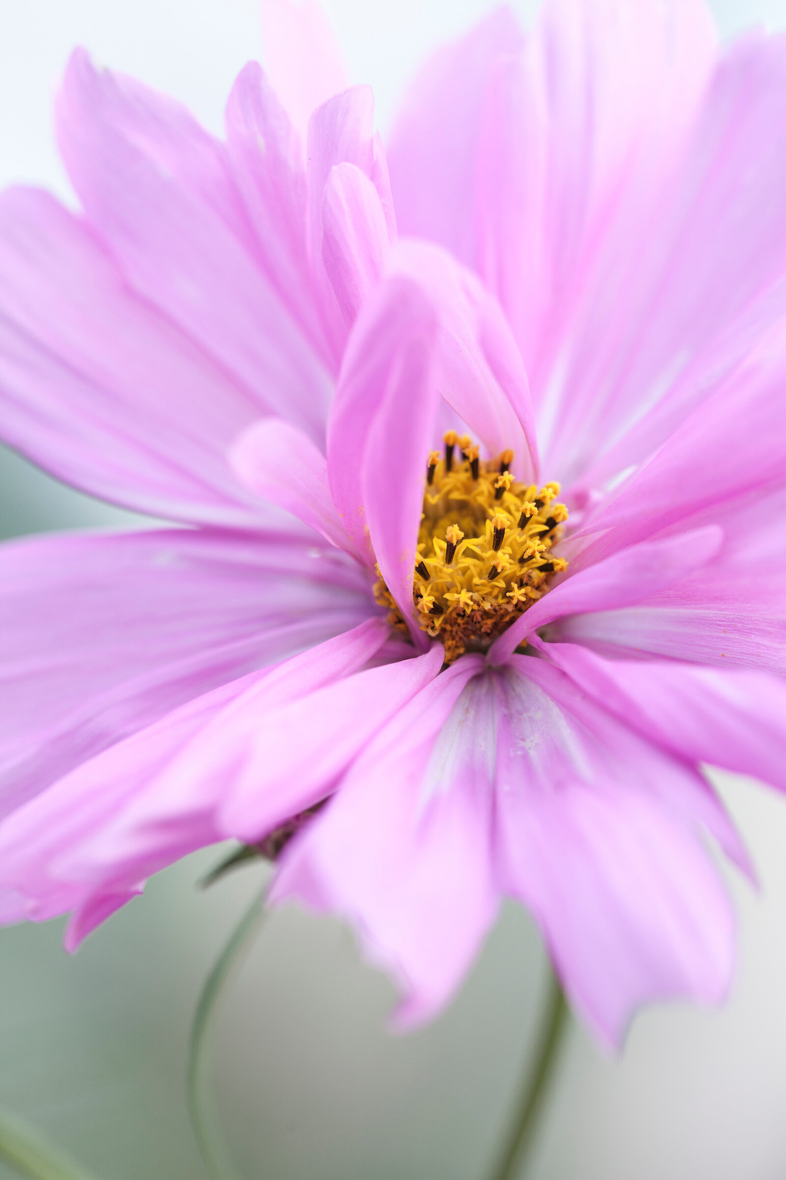 Cosmos — Bud to Seed