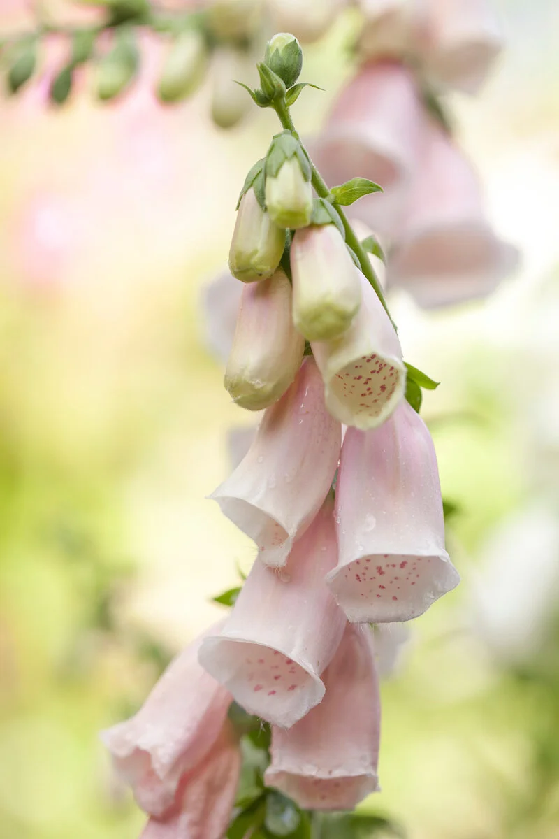 Foxglove — Bud to Seed