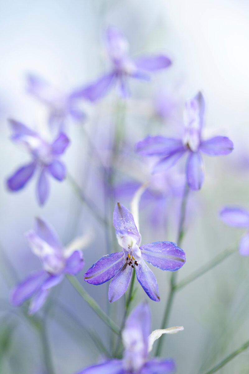 Larkspur — Bud to Seed Larkspur — Bud to Seed