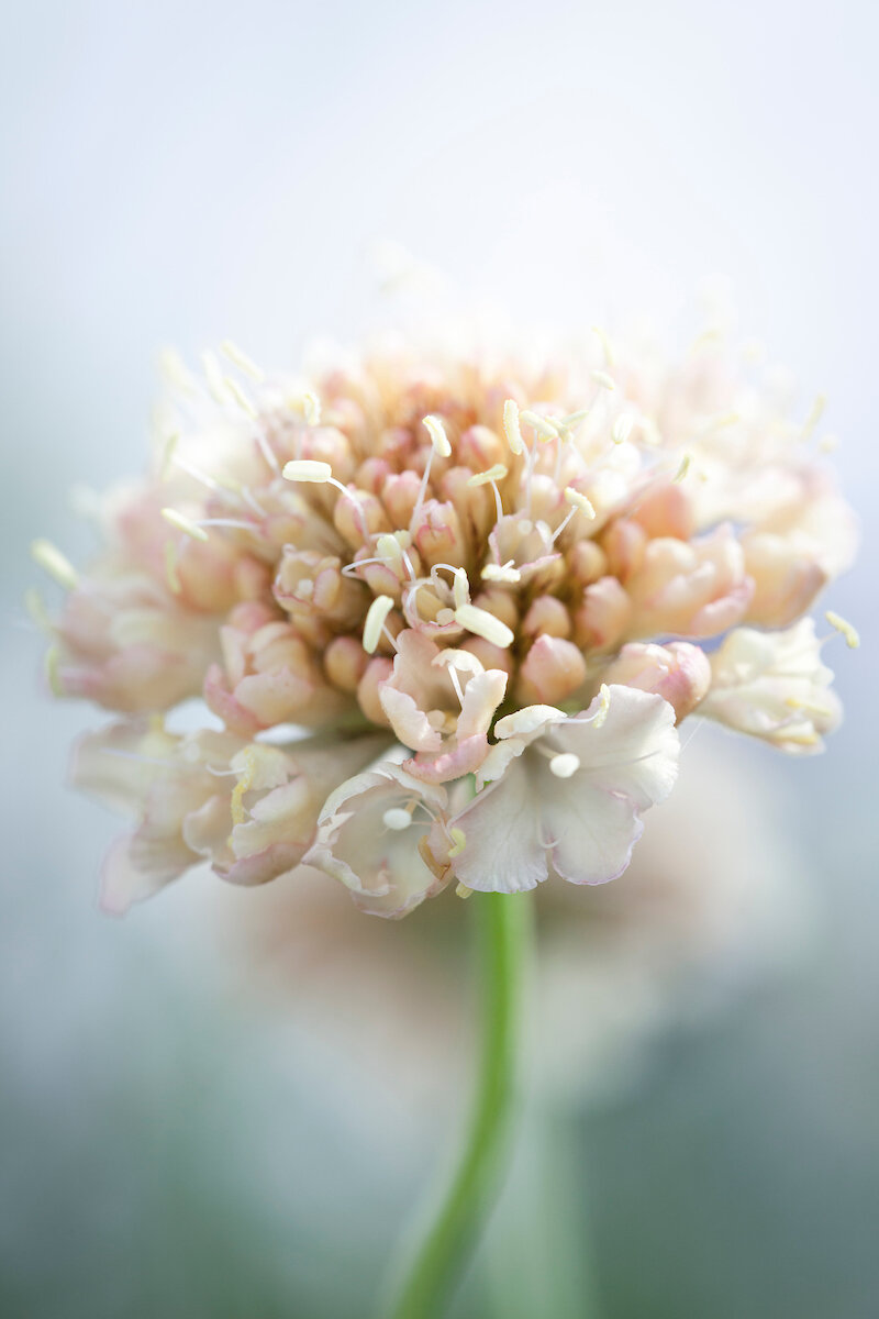 Scabious Bud To Seed