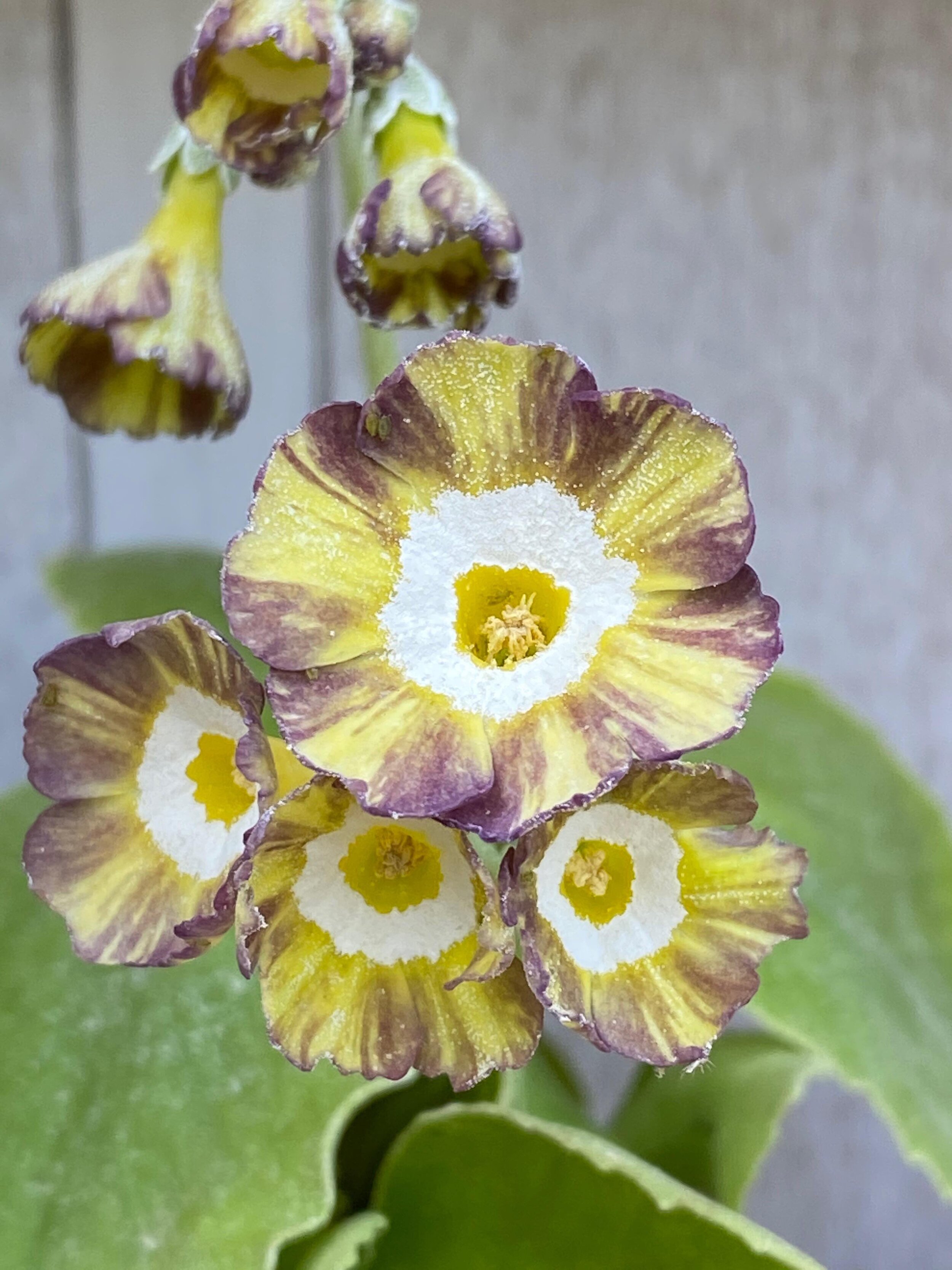 Auricula Regency Paperchase