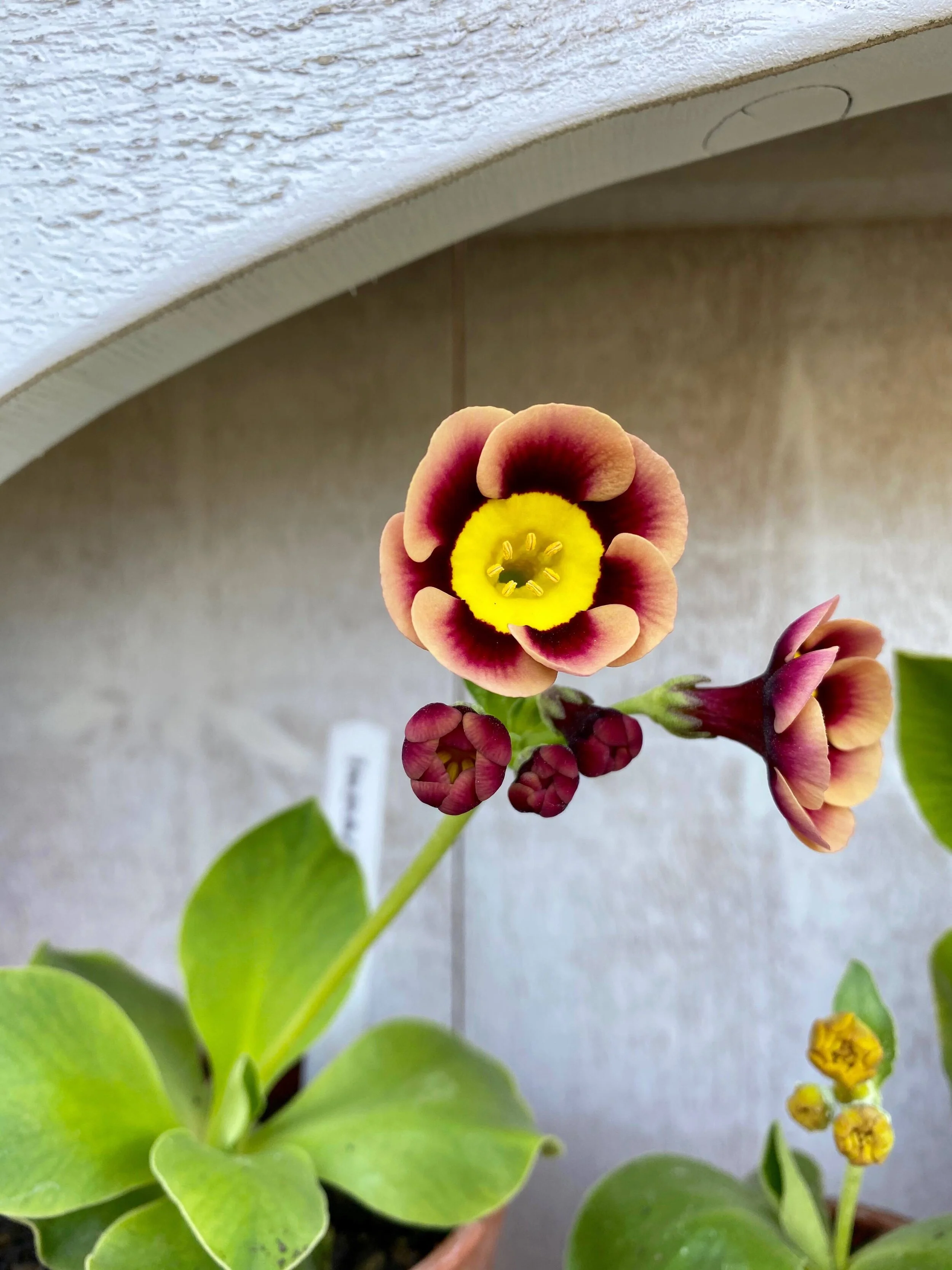 Auricula Obsession