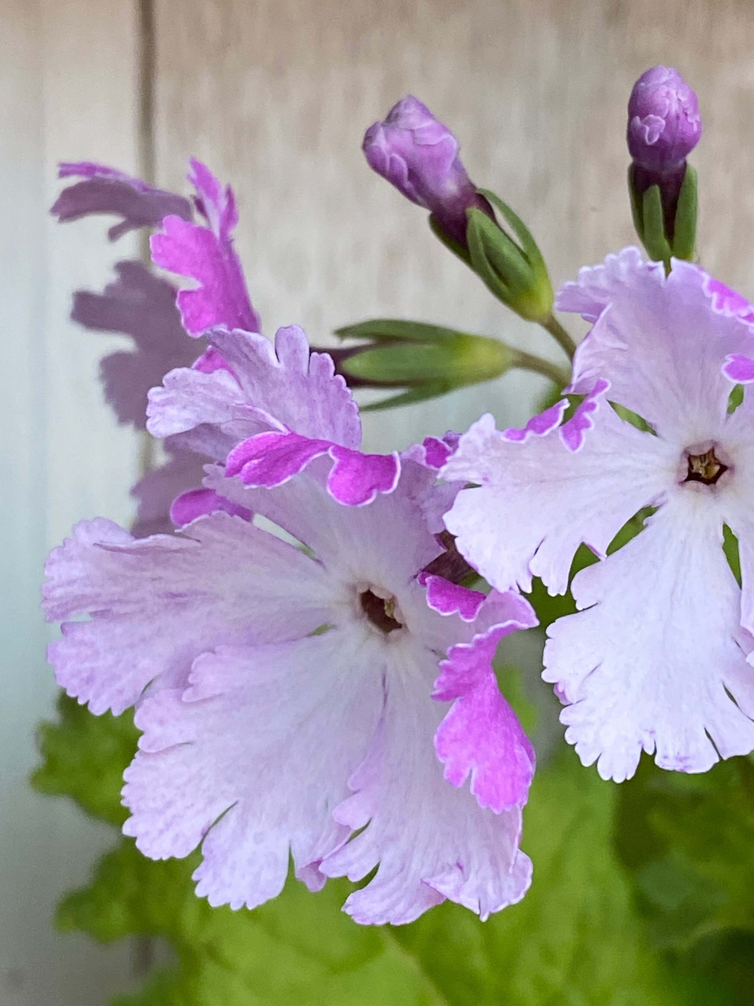 Japanese Primulas
