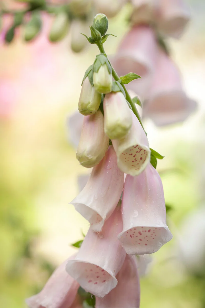 Biennials to Sow Now