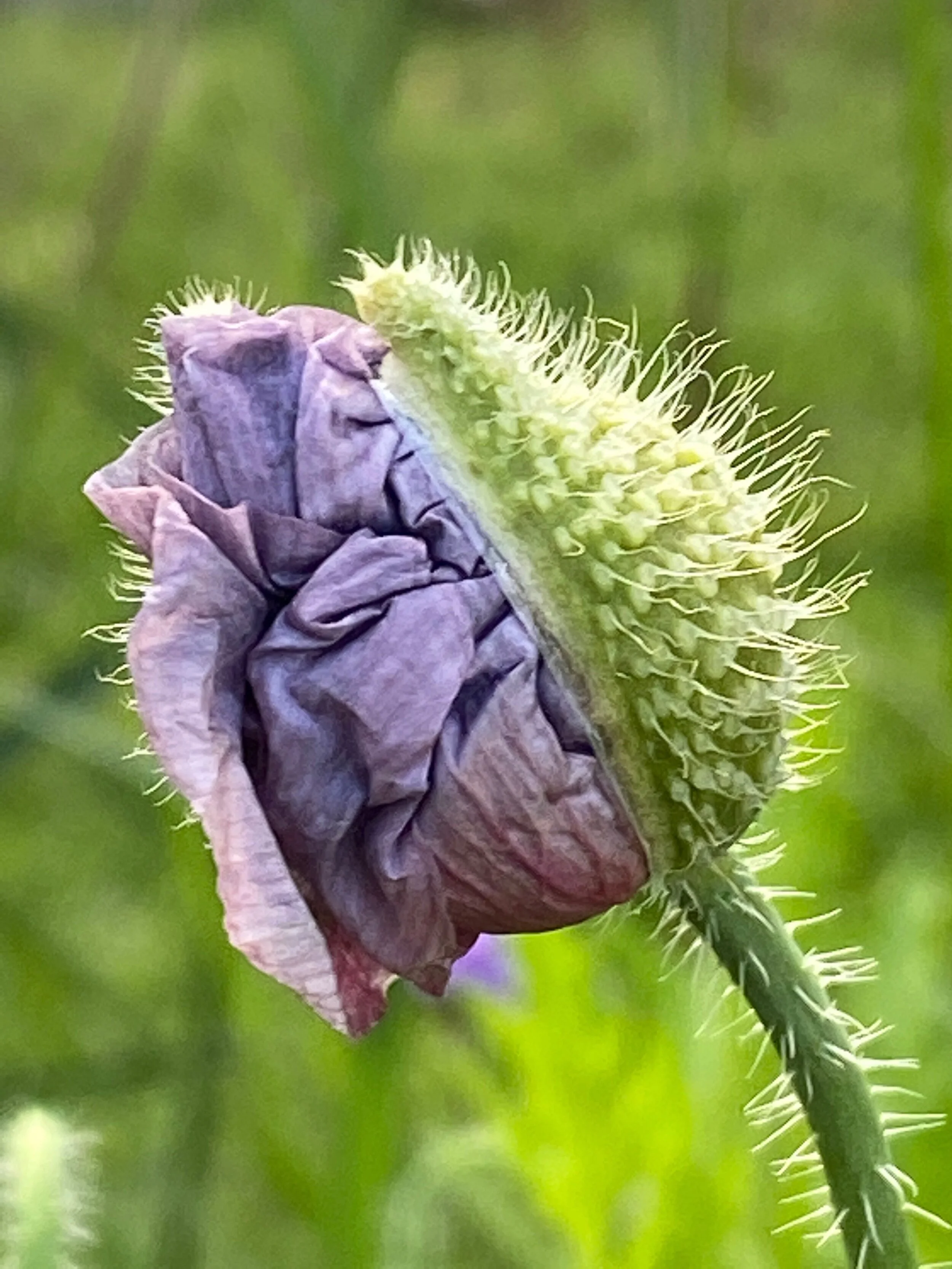 Apricot &amp; Lavender: four new annuals to grow from seed