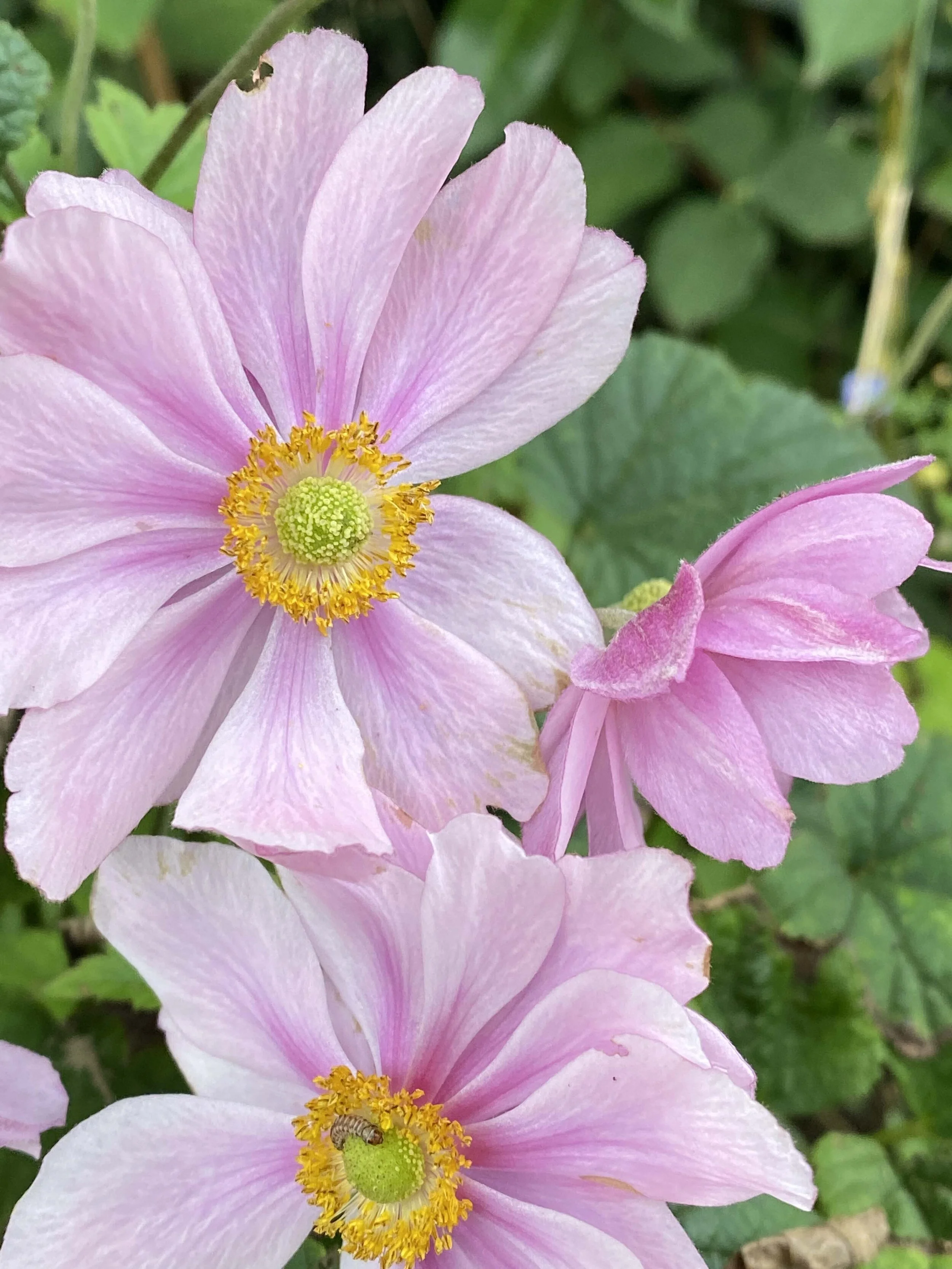 Early autumn perennials
