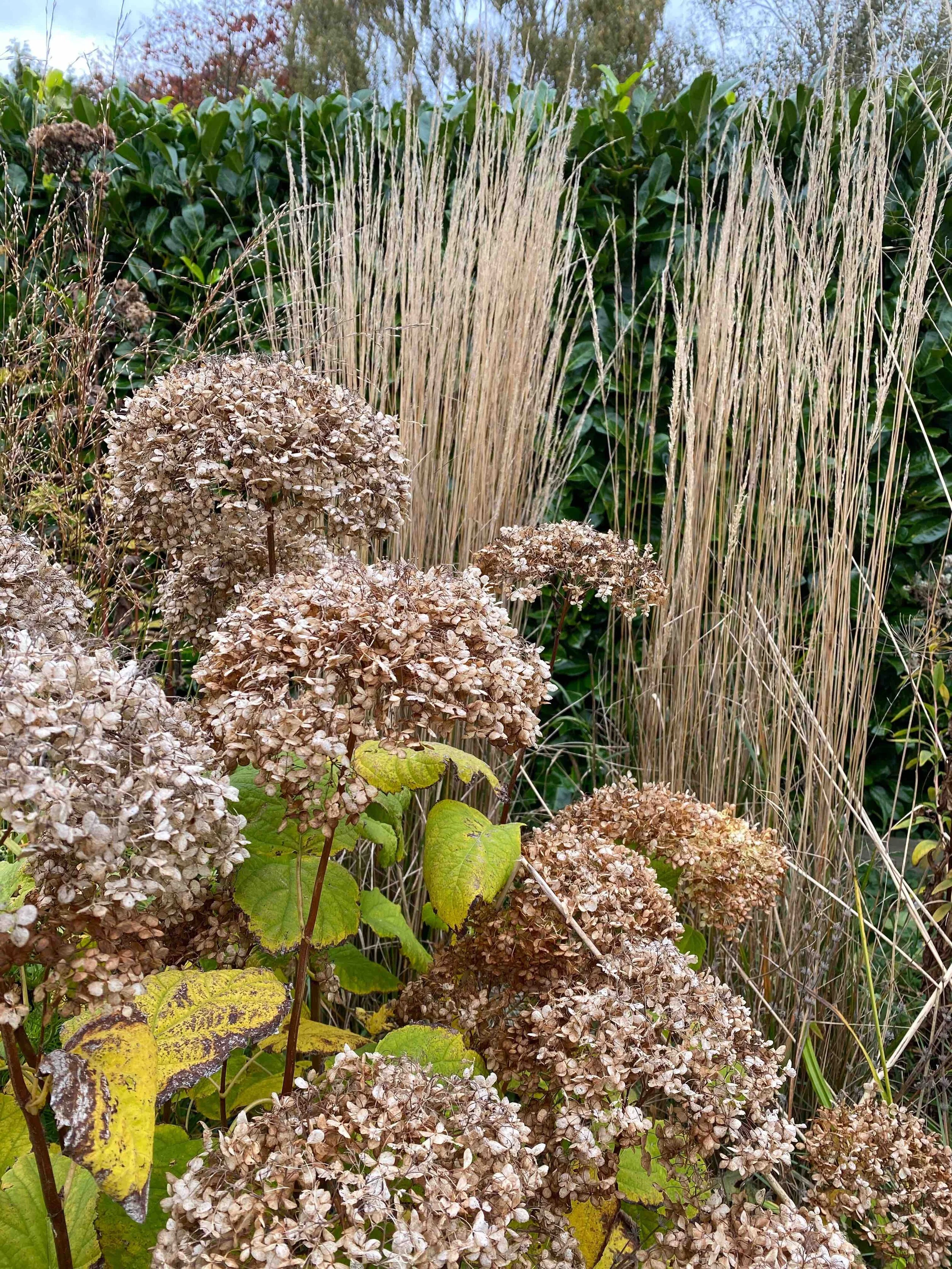 Grasses for movement and structure