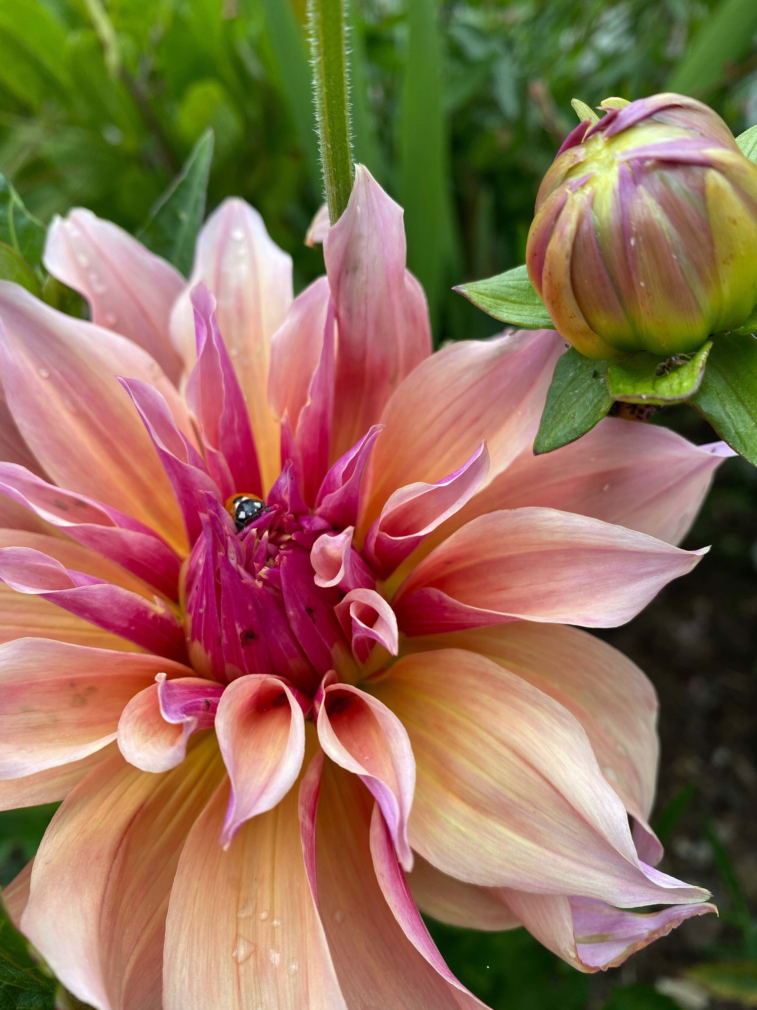 Dahlias: to dig or not to dig