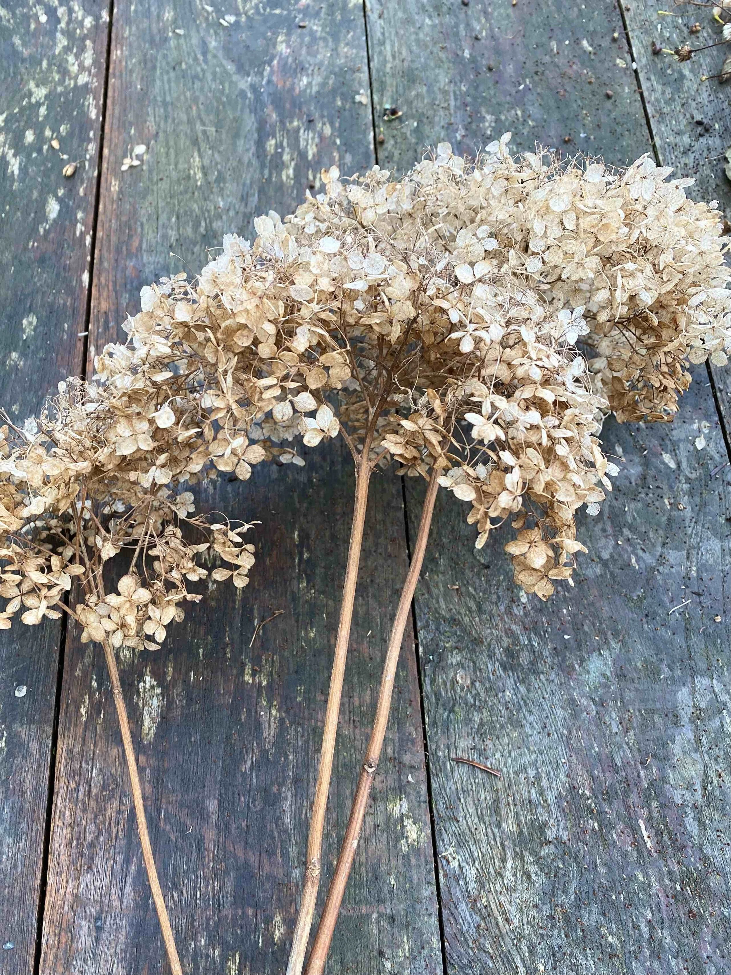 Beauty in decay
