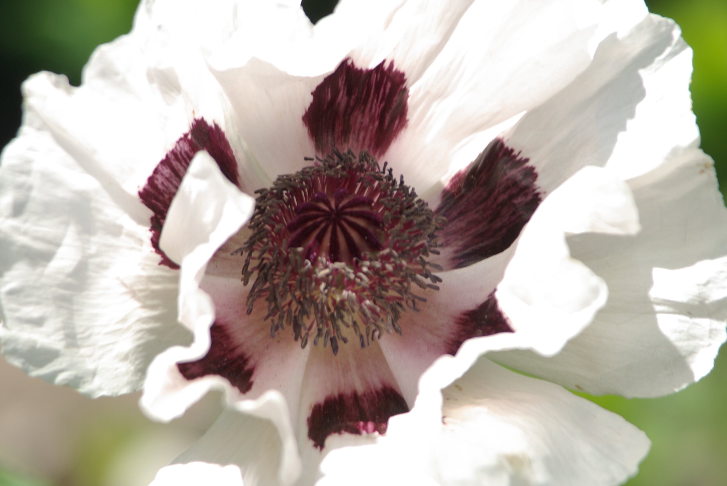 From wholeness comes wholeness