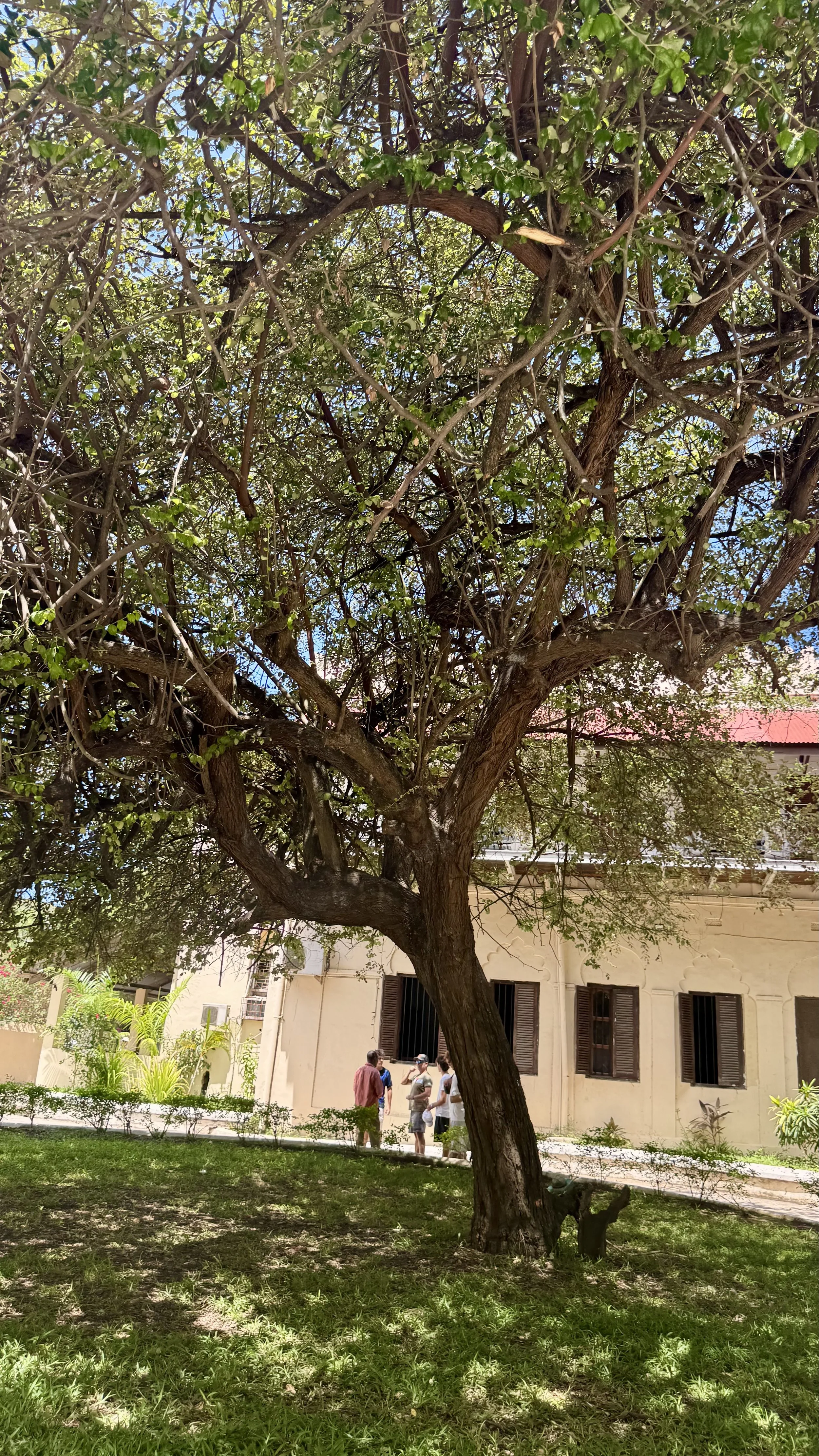 The auction tree, Stone Town