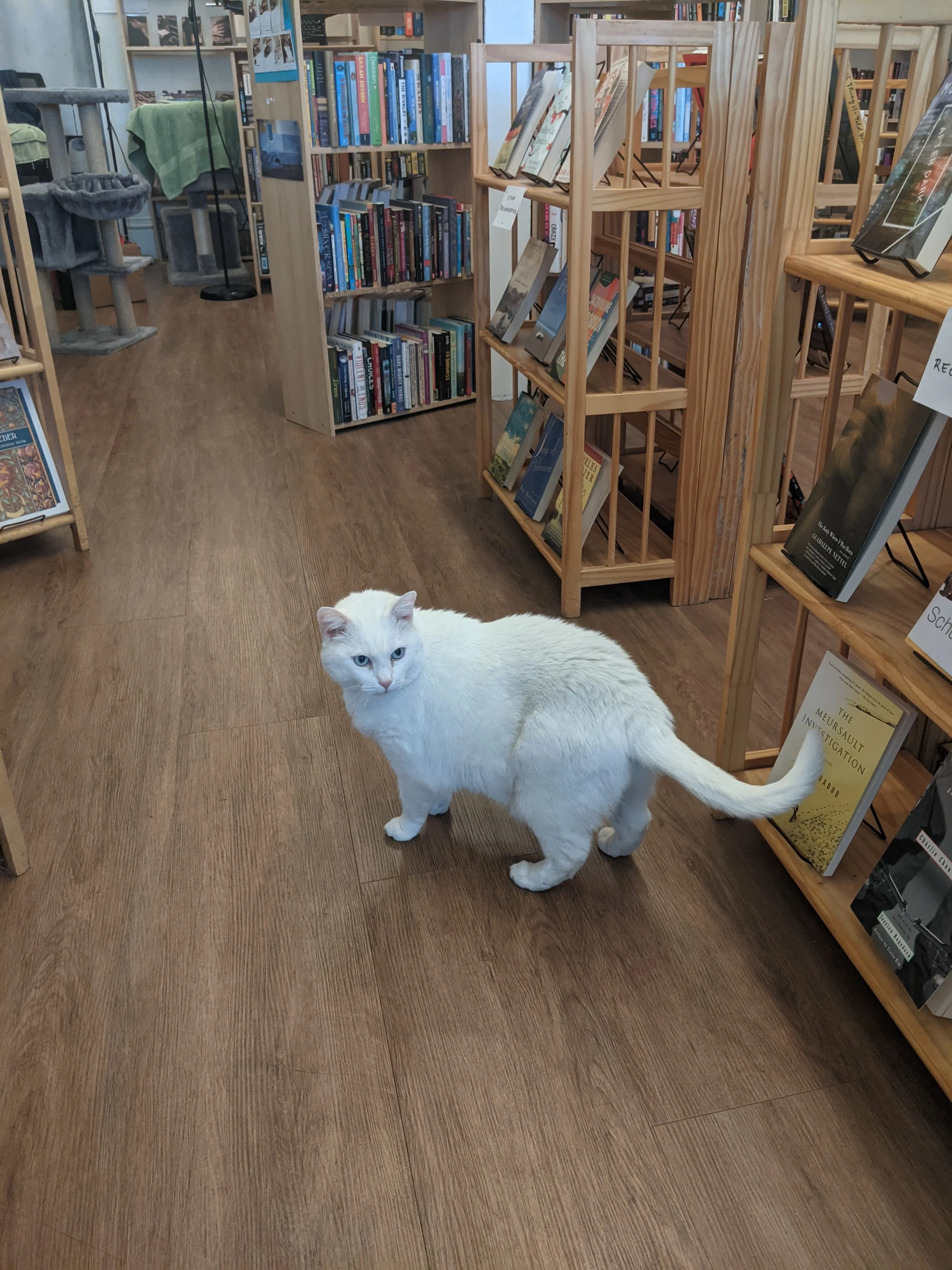 Sleepy Cat Books - Berkeley, California