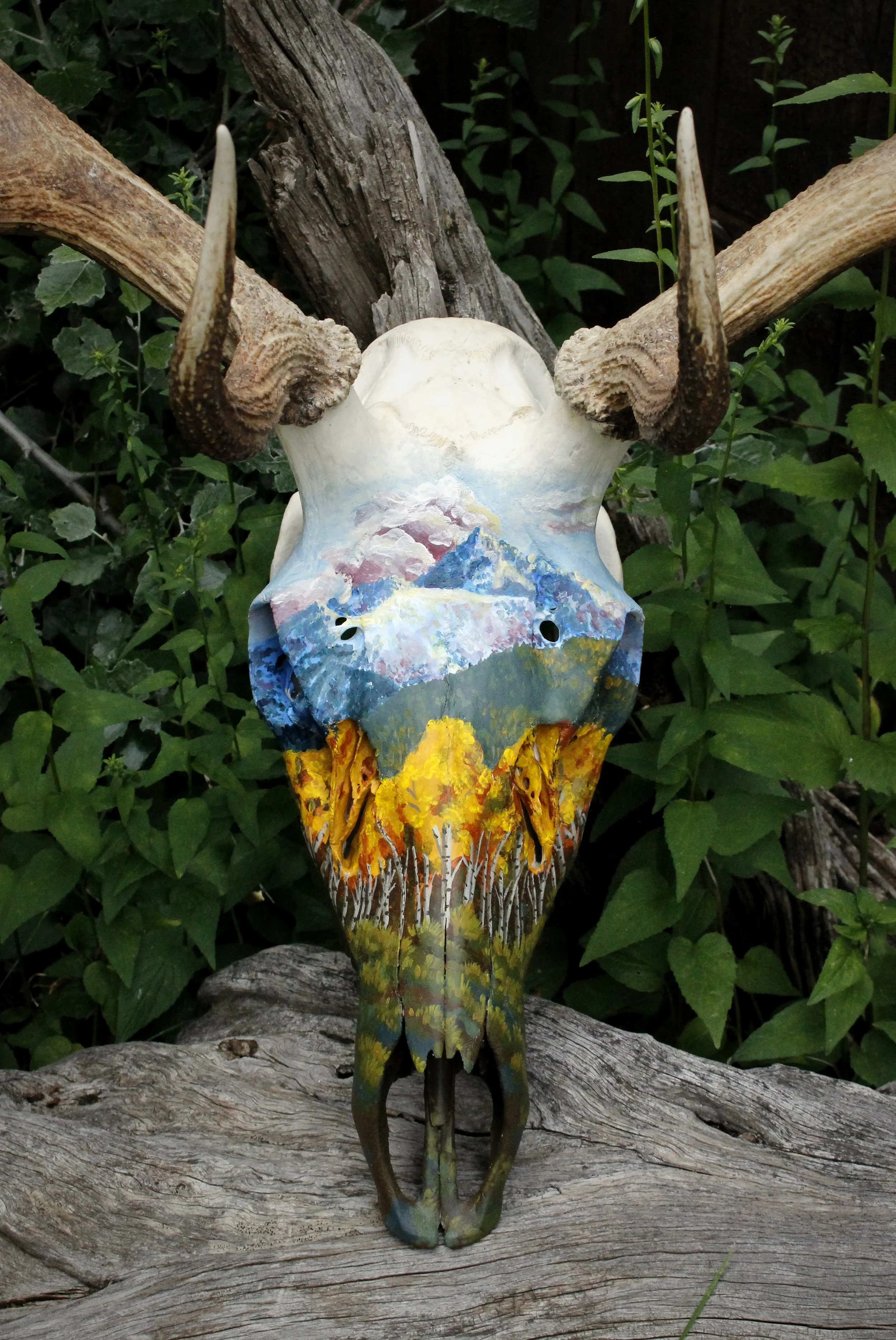 AspenElk6.jpg