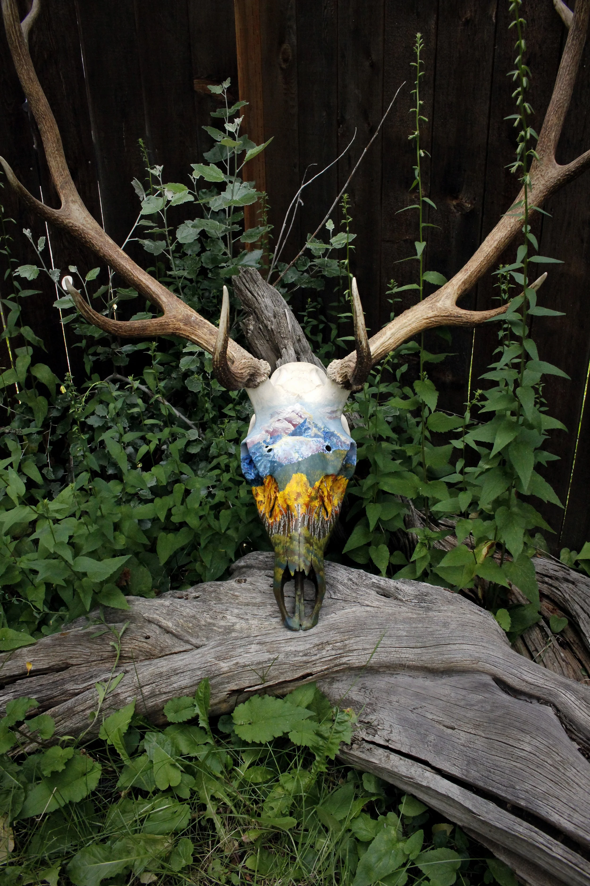 AspenElk7.jpg