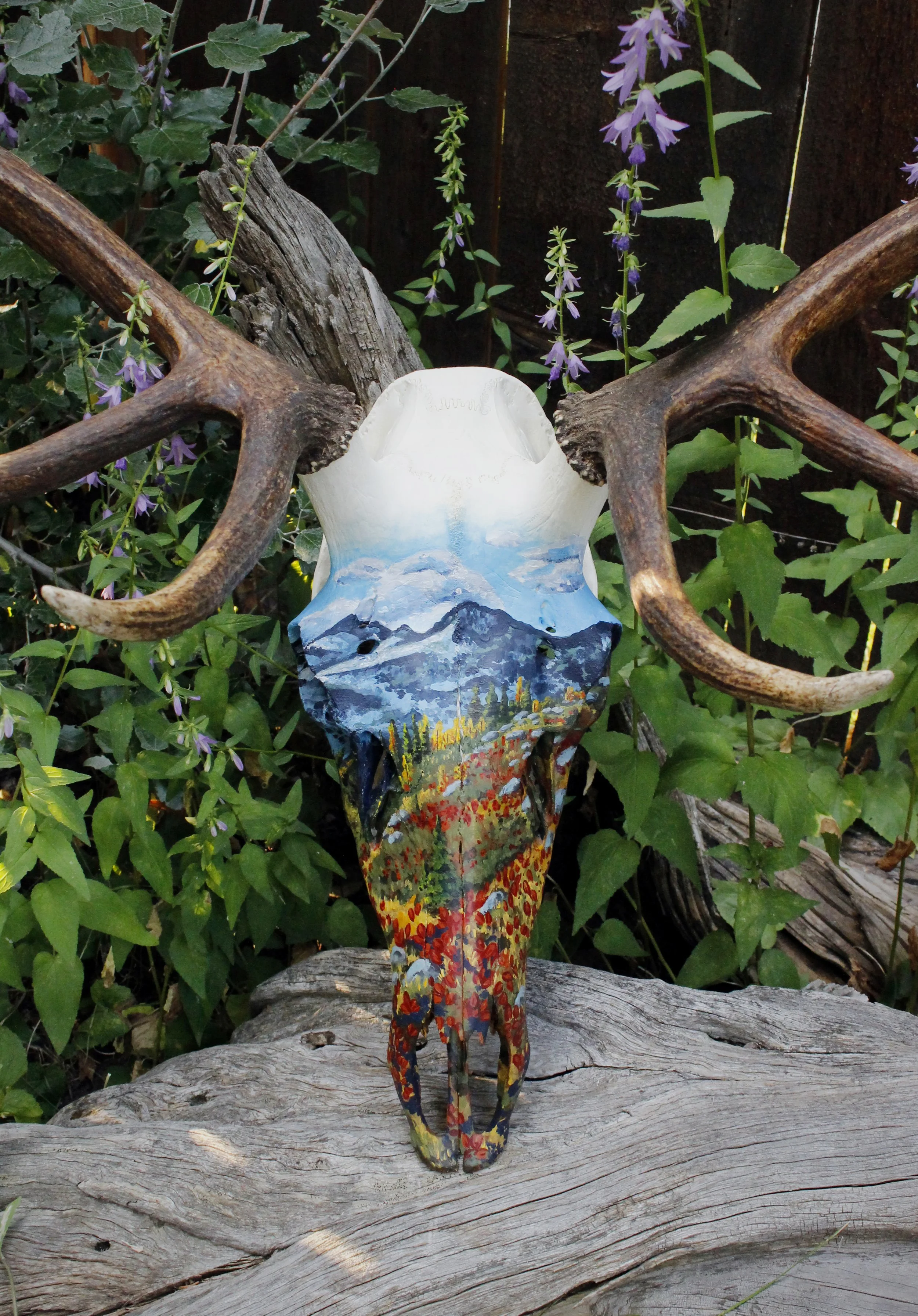 ElkSkull3_1.jpg