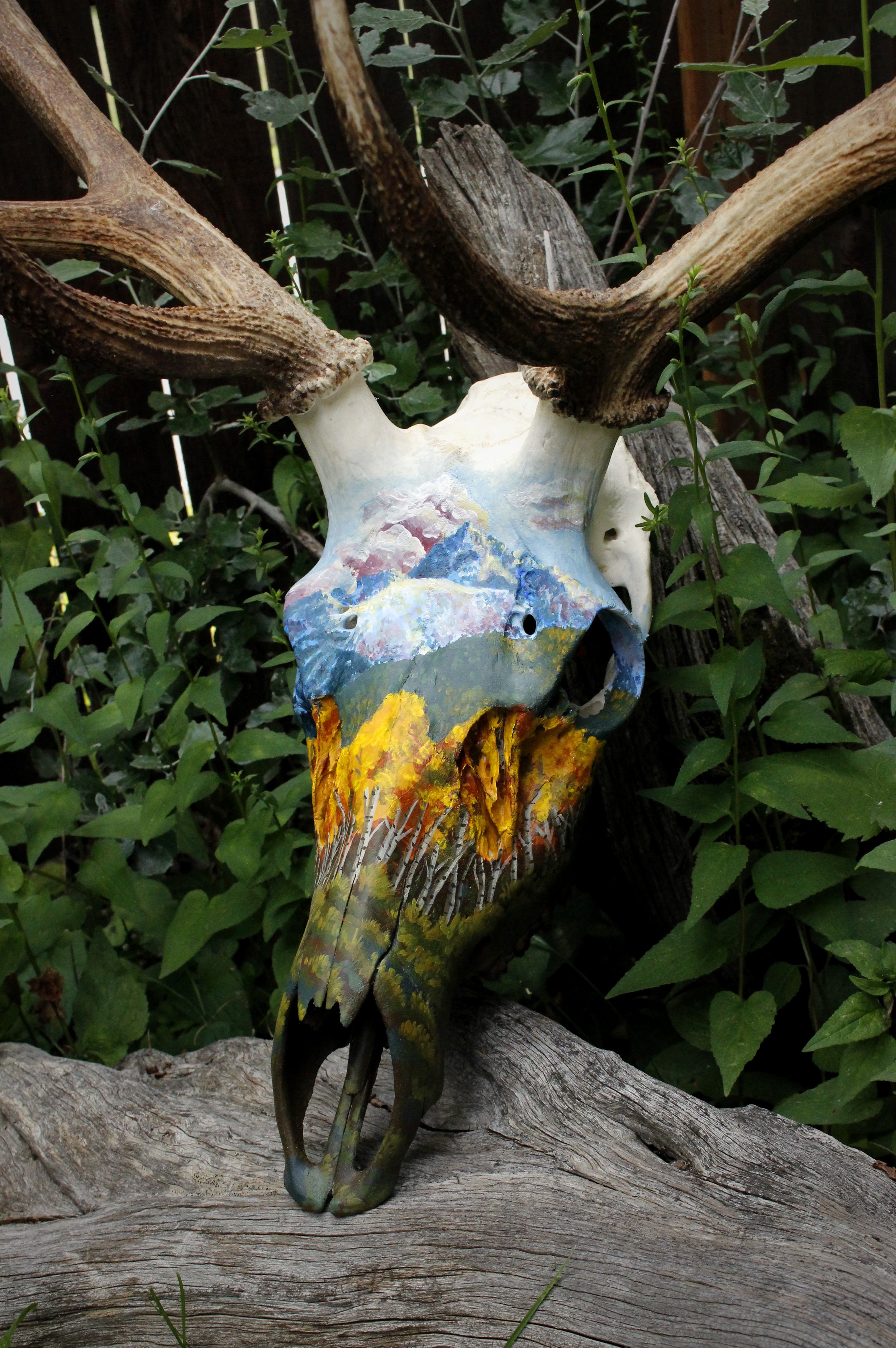 AspenElk1.jpg